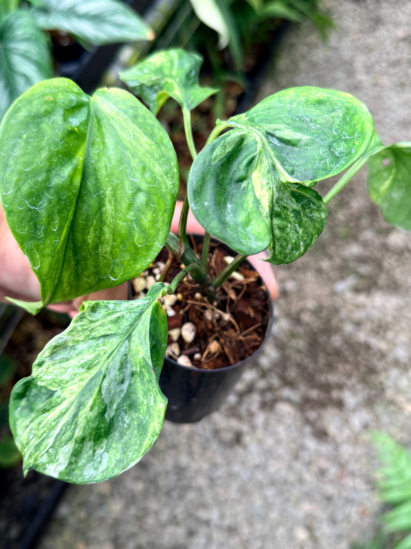 Epipremnum Sp. 'Bali Hanoman' NONTC N62