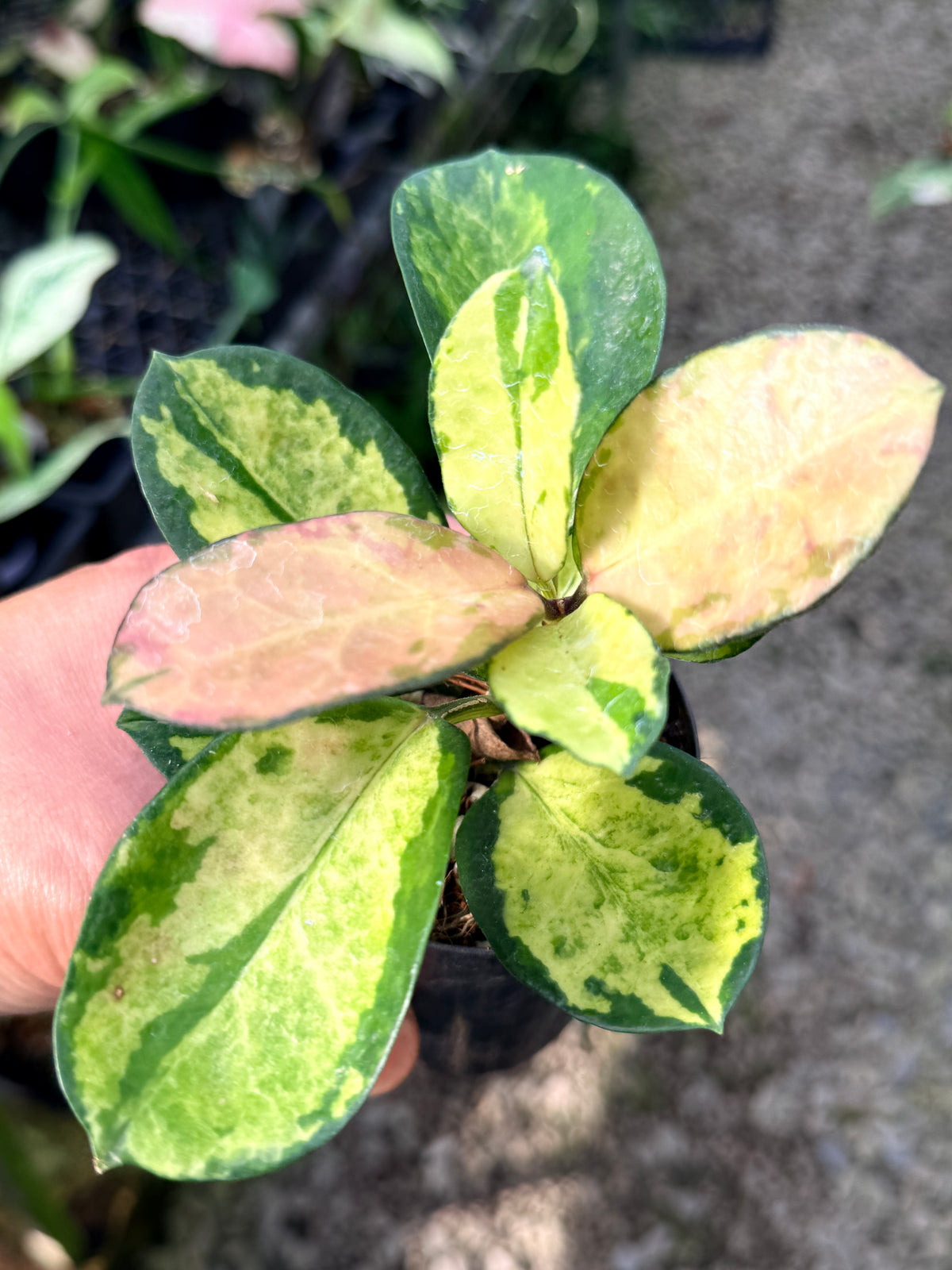 Hoya australis 'Lisa' M41