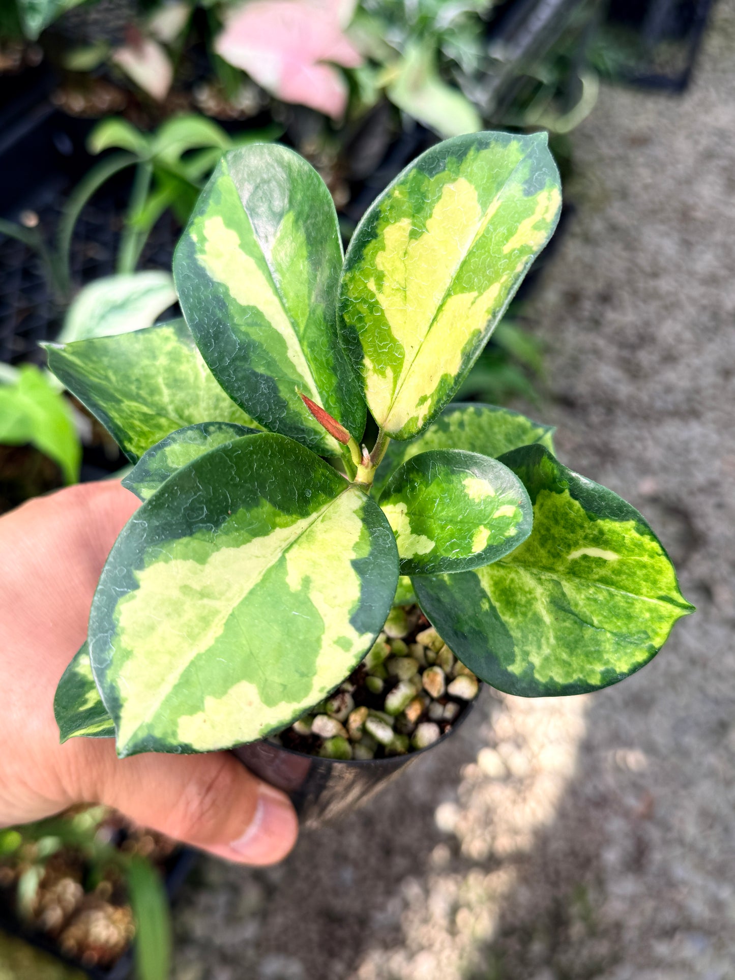 Hoya australis 'Lisa' M71