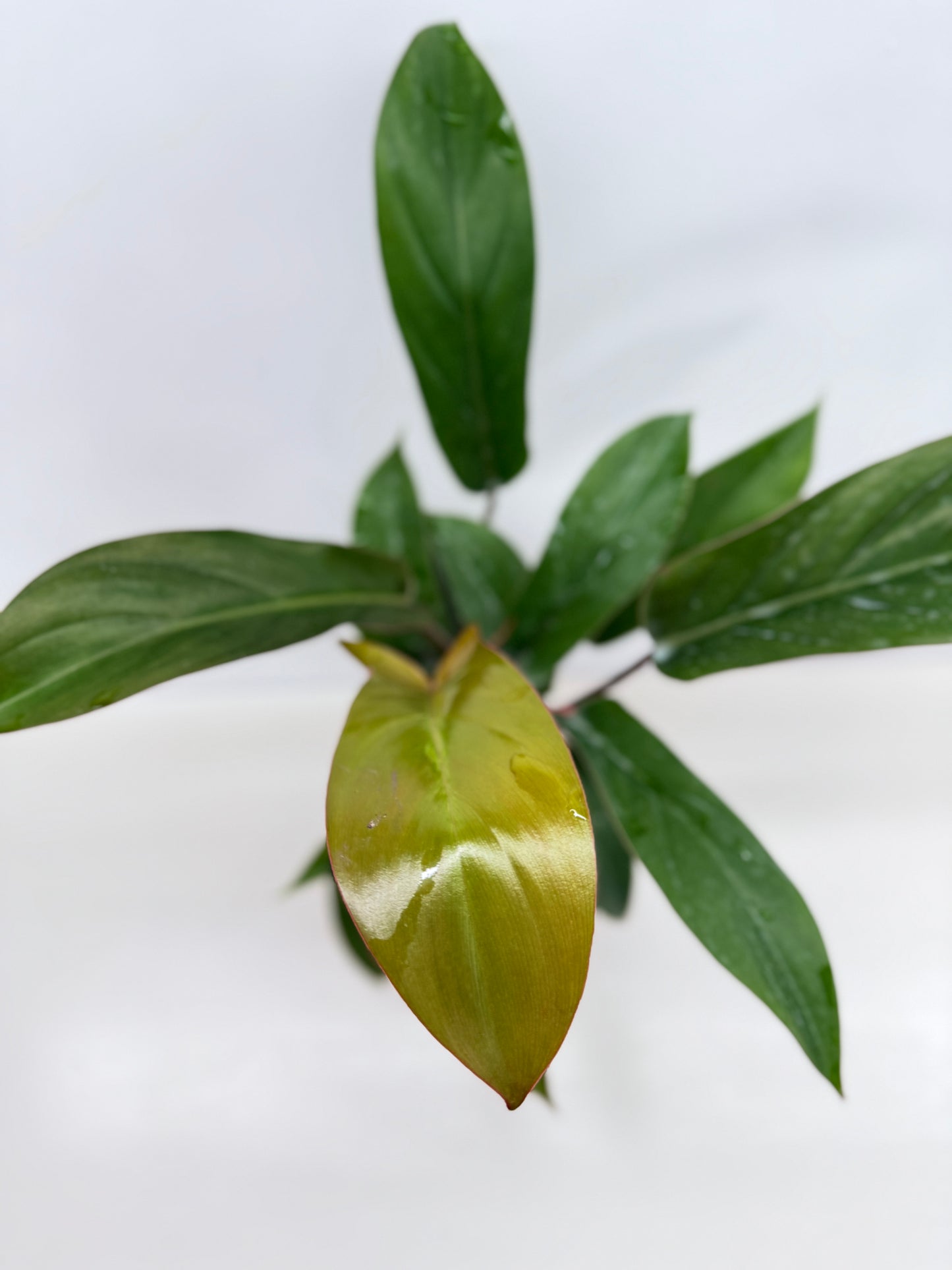 Philodendron Florida Bronze - Best Pick of the Crop!