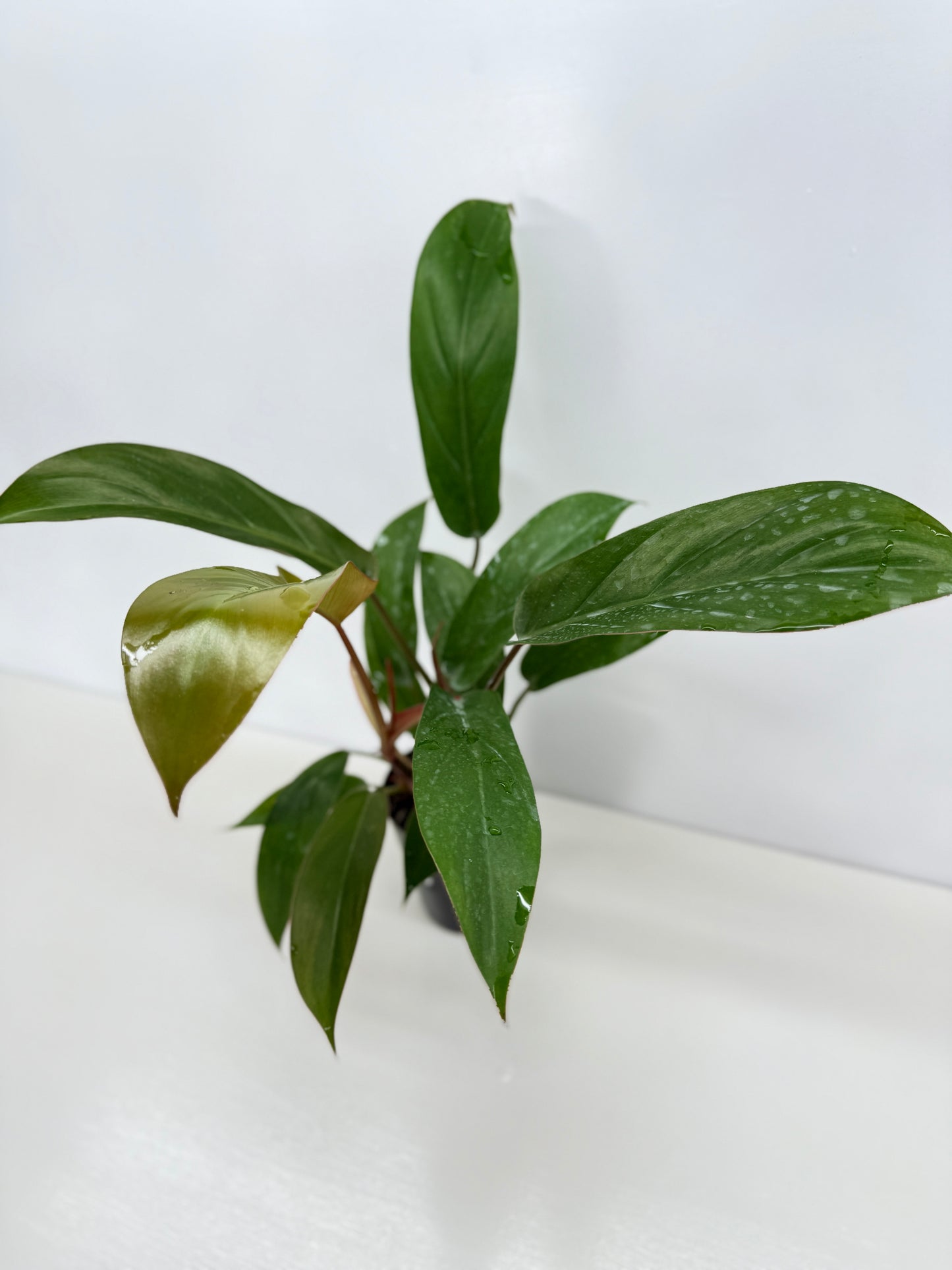 Philodendron Florida Bronze - Best Pick of the Crop!