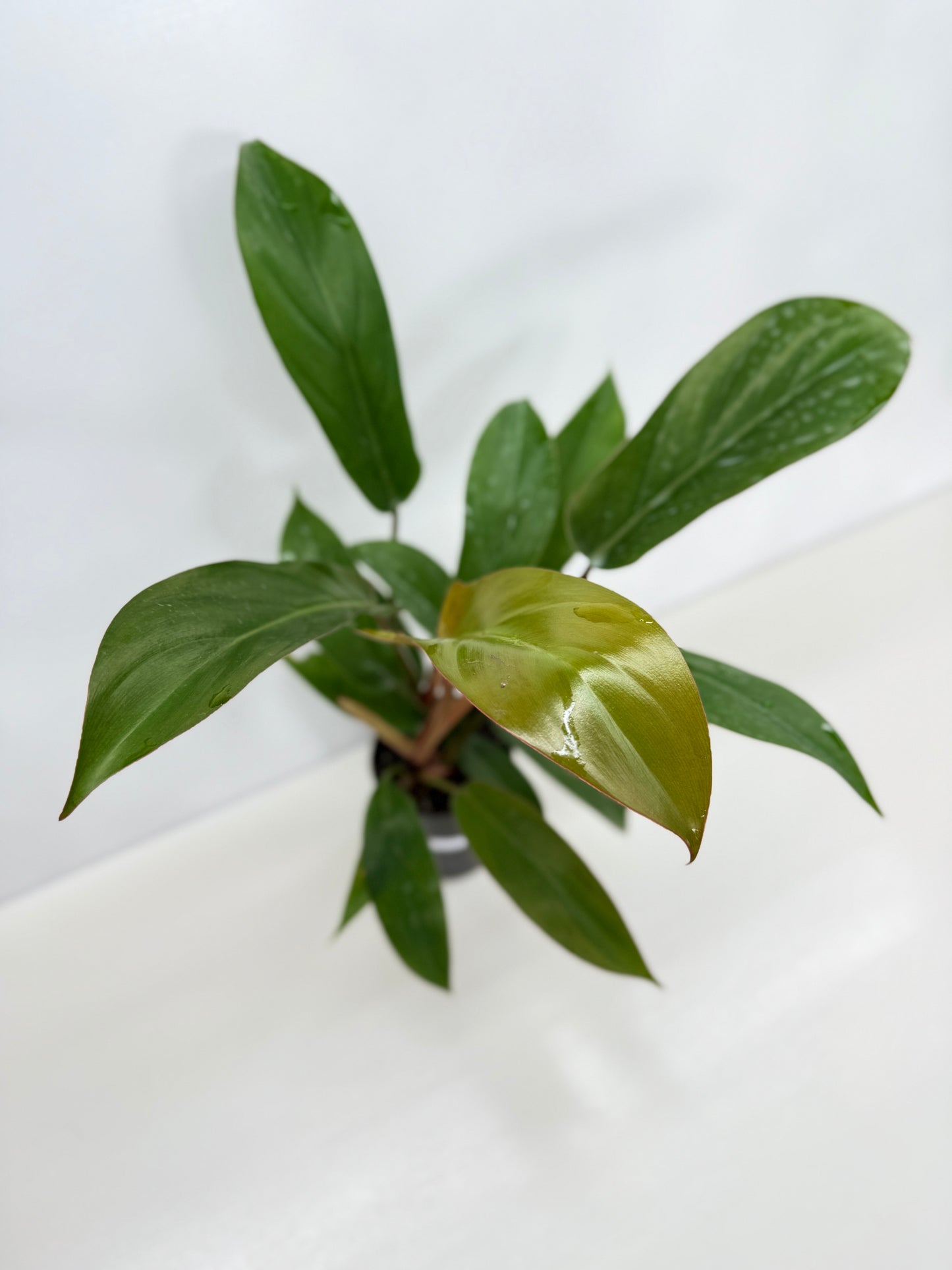 Philodendron Florida Bronze - Best Pick of the Crop!