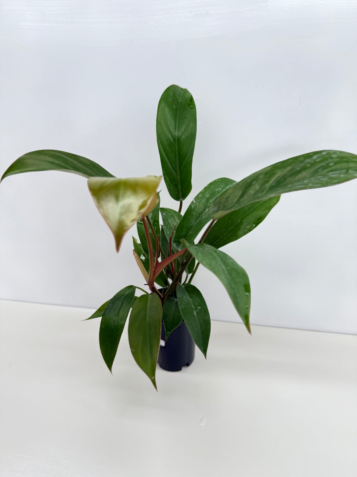 Philodendron Florida Bronze - Best Pick of the Crop!