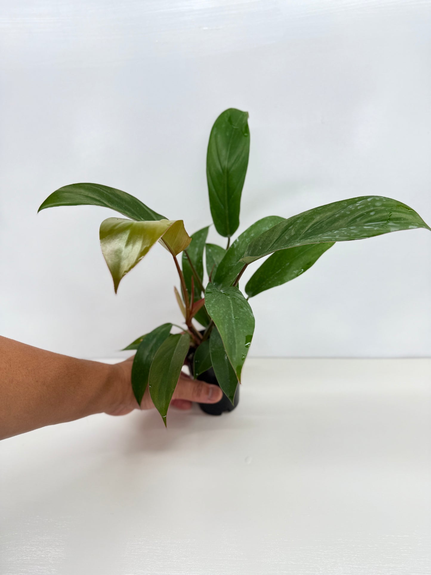 Philodendron Florida Bronze - Best Pick of the Crop!