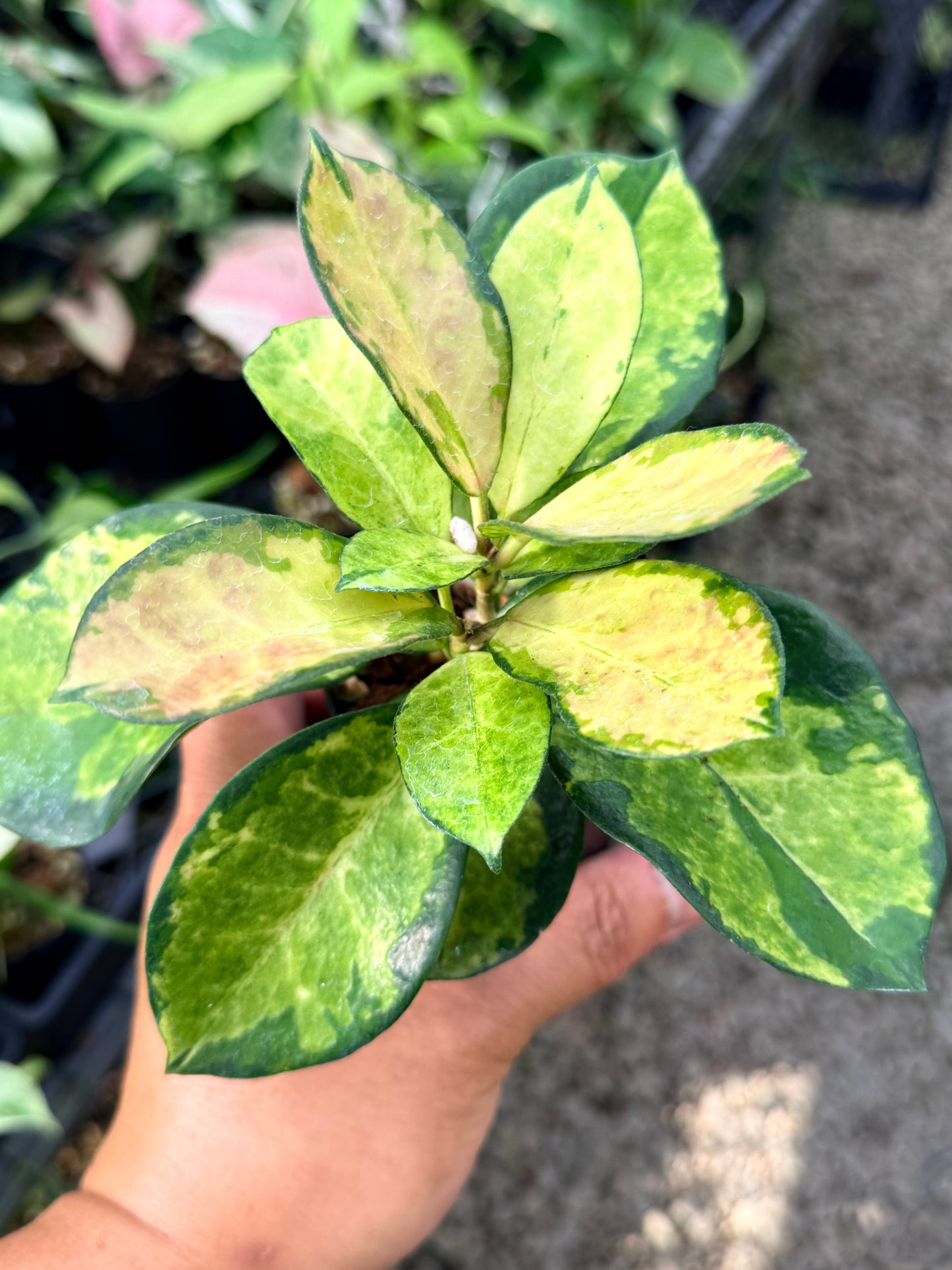 Hoya australis 'Lisa' M40