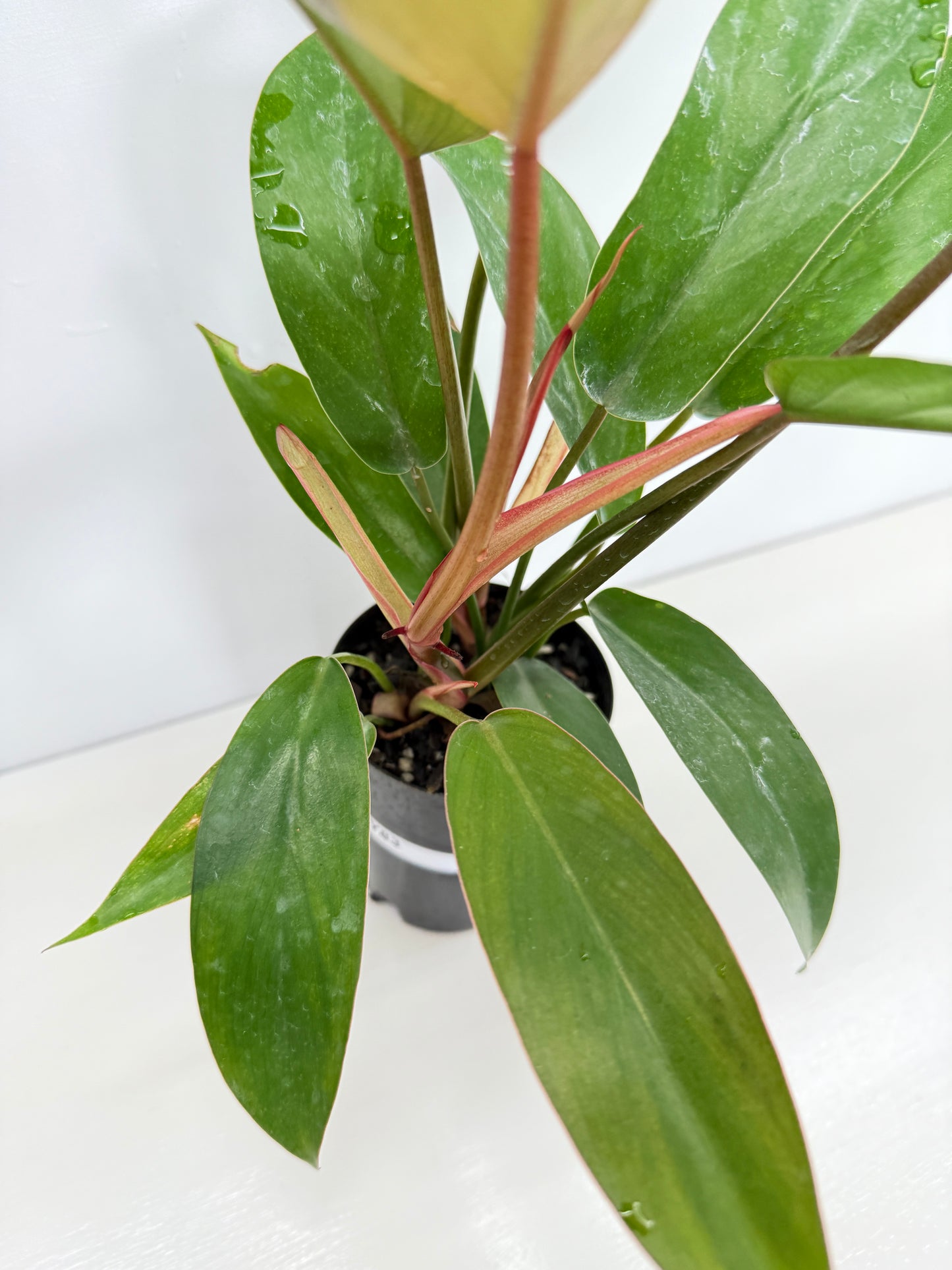 Philodendron Florida Bronze - Best Pick of the Crop!