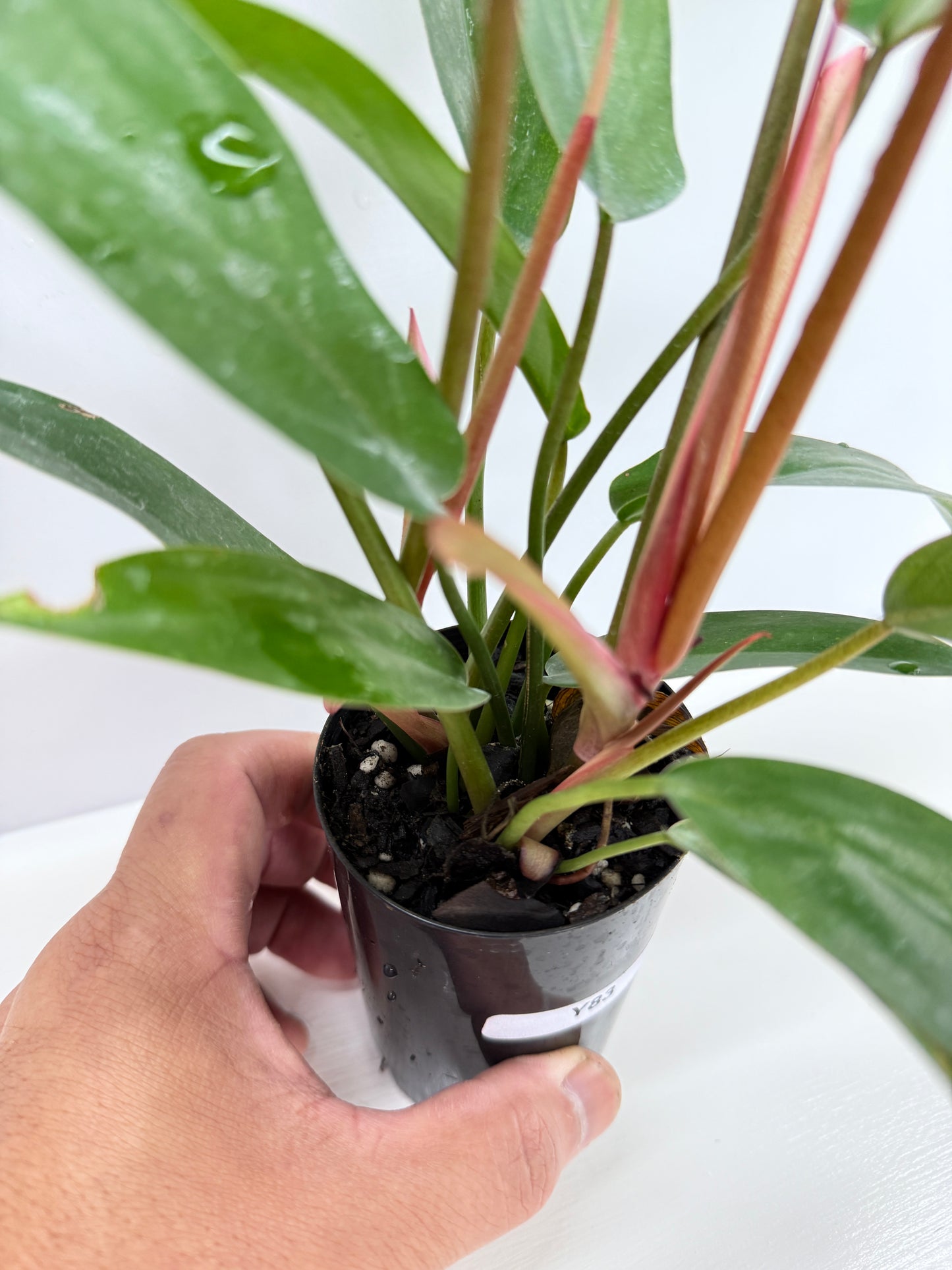 Philodendron Florida Bronze - Best Pick of the Crop!