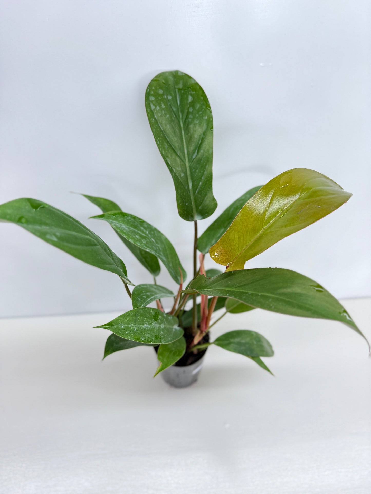 Philodendron Florida Bronze - Best Pick of the Crop!