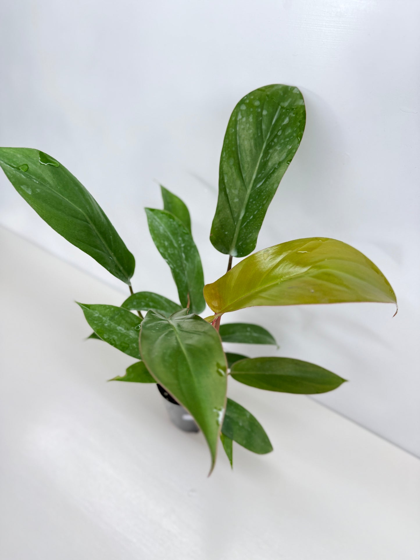 Philodendron Florida Bronze - Best Pick of the Crop!