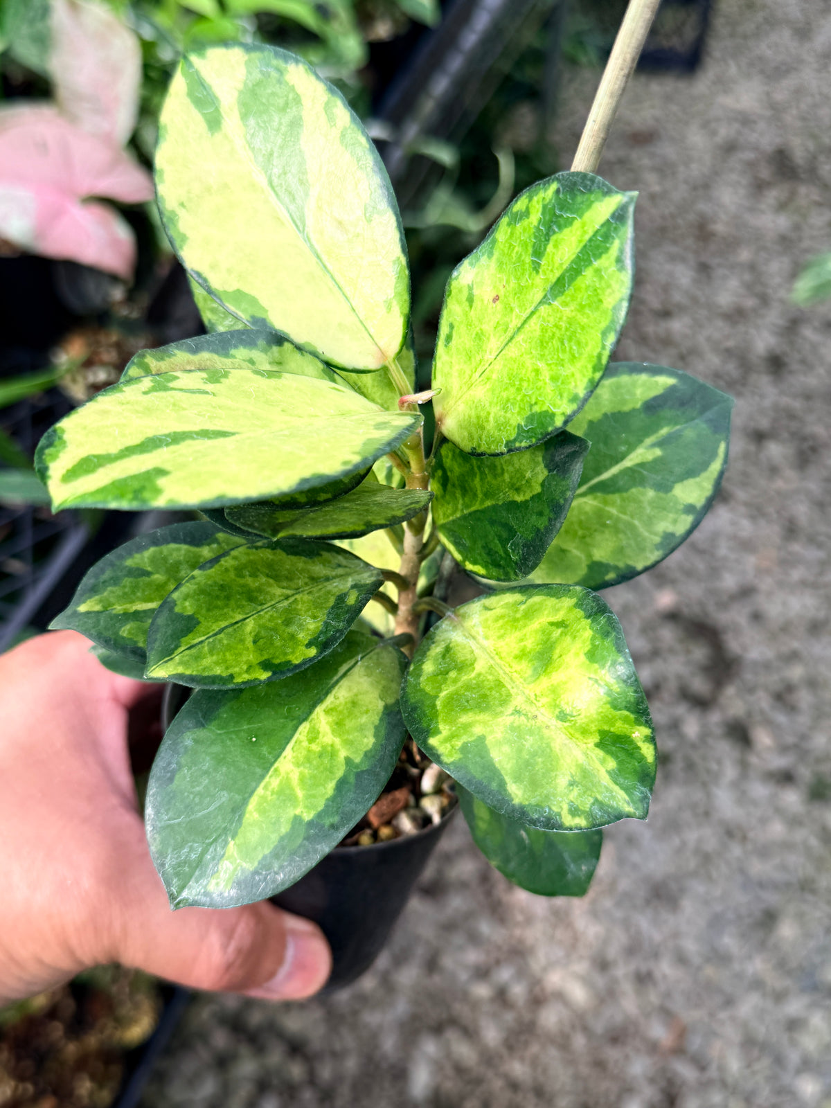 Hoya australis 'Lisa' L57