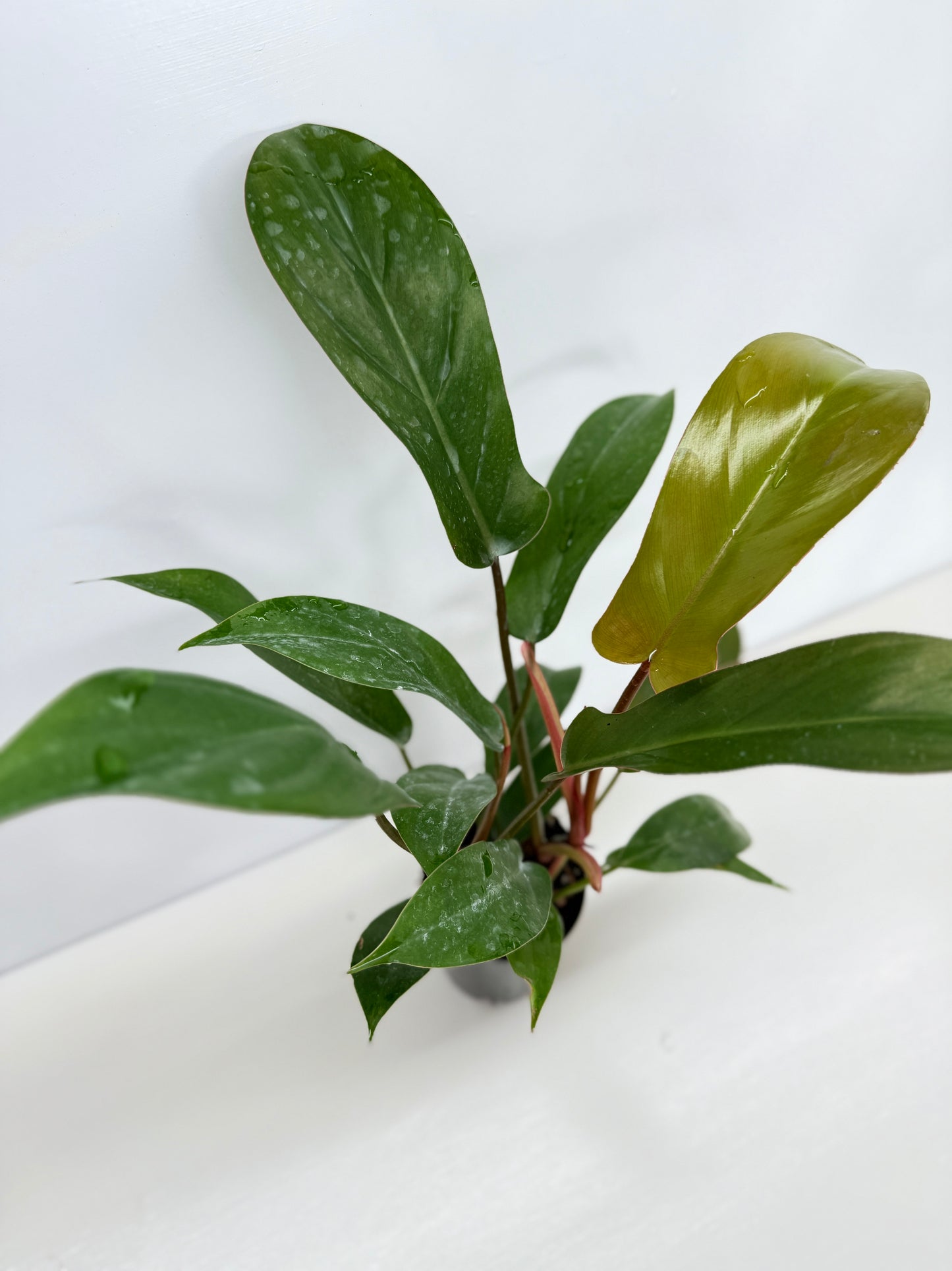 Philodendron Florida Bronze - Best Pick of the Crop!
