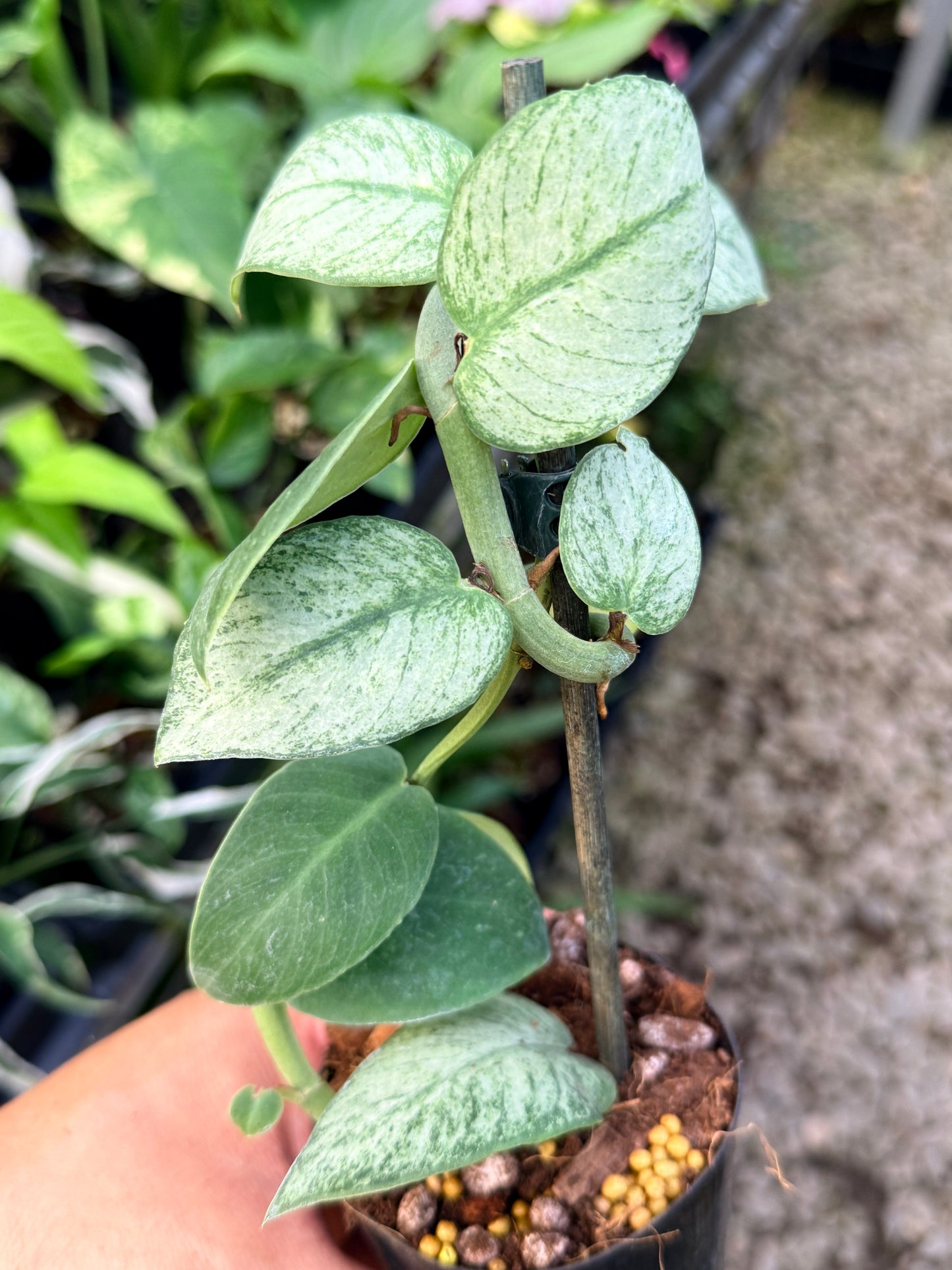 Rhaphidophora hongkongensis 'Mint' G28