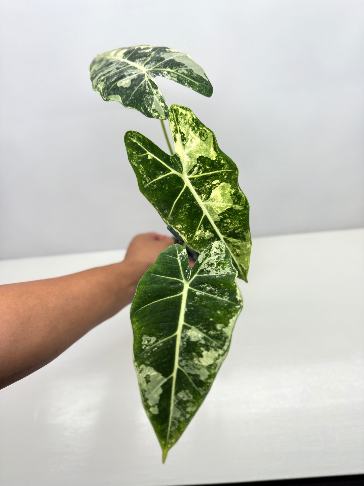 Alocasia Frydek Variegata Z3
