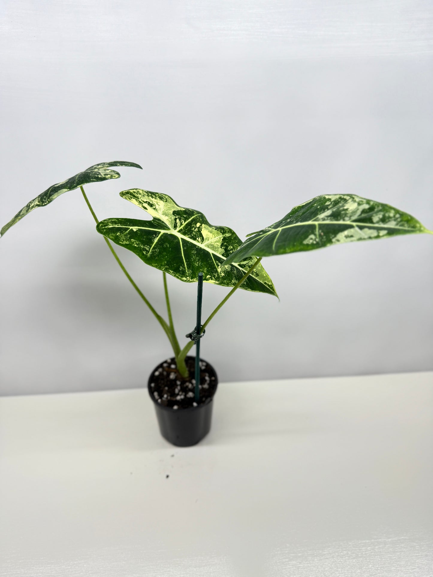 Alocasia Frydek Variegata Z3