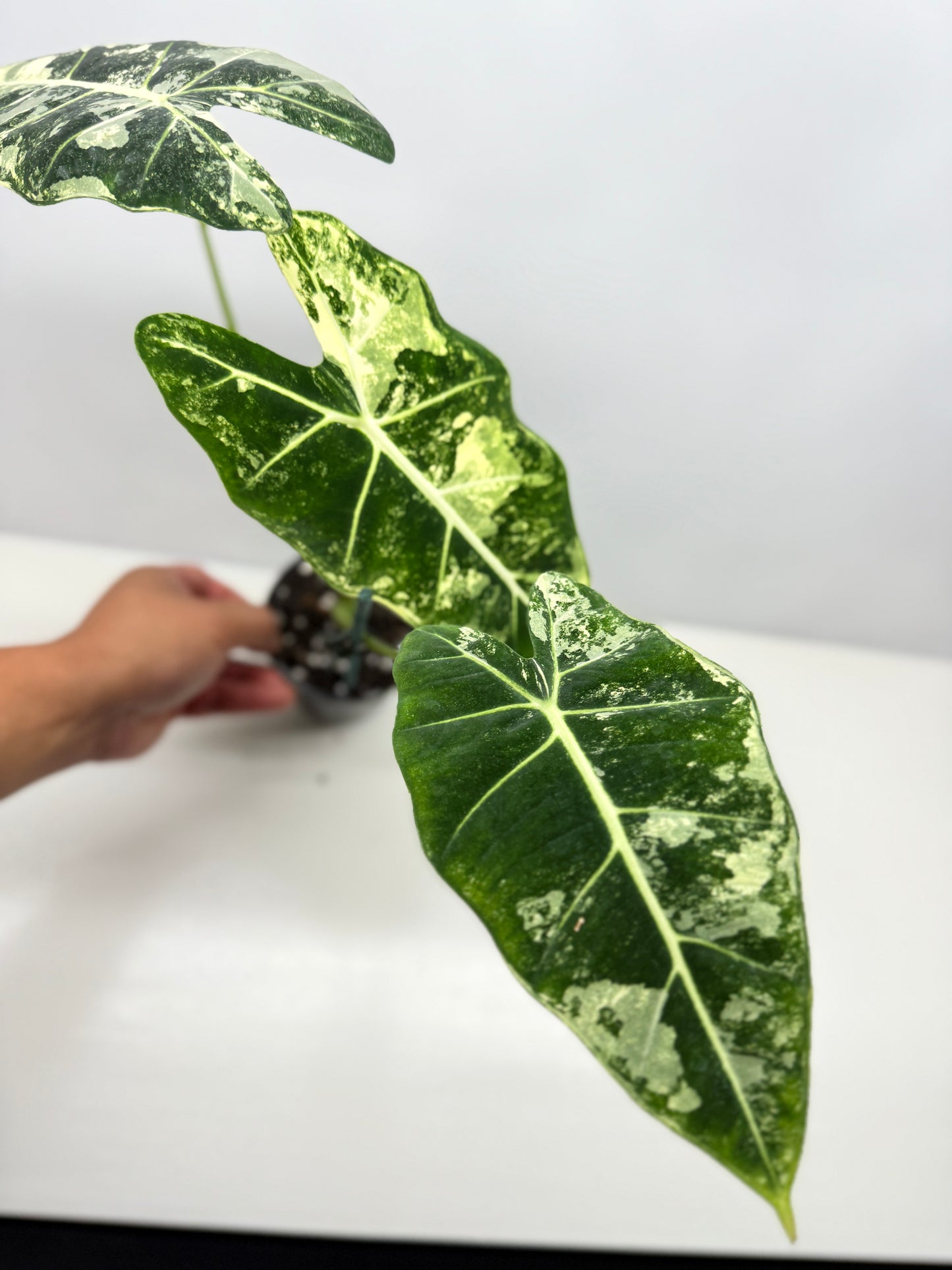 Alocasia Frydek Variegata Z3