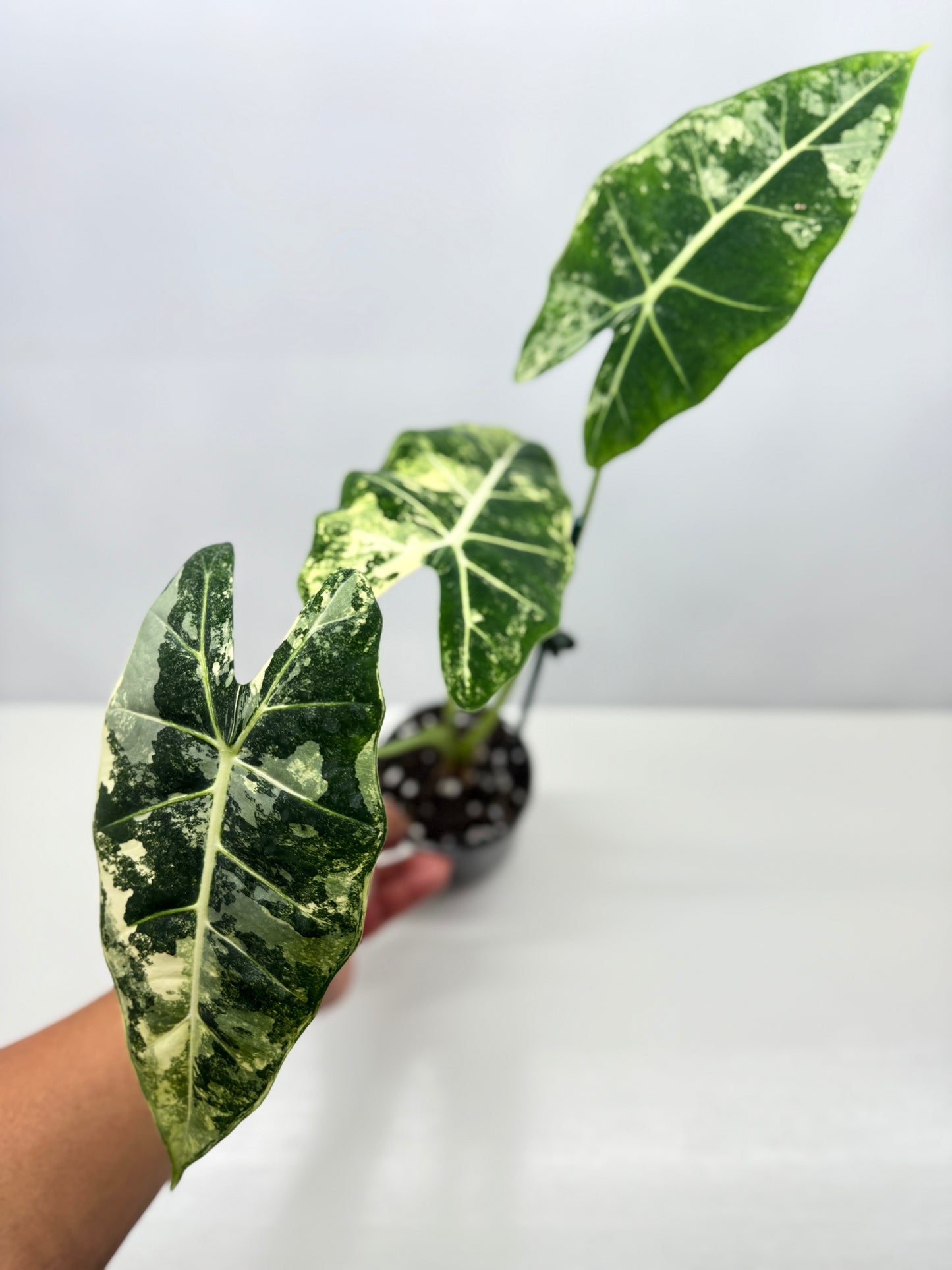 Alocasia Frydek Variegata Z3