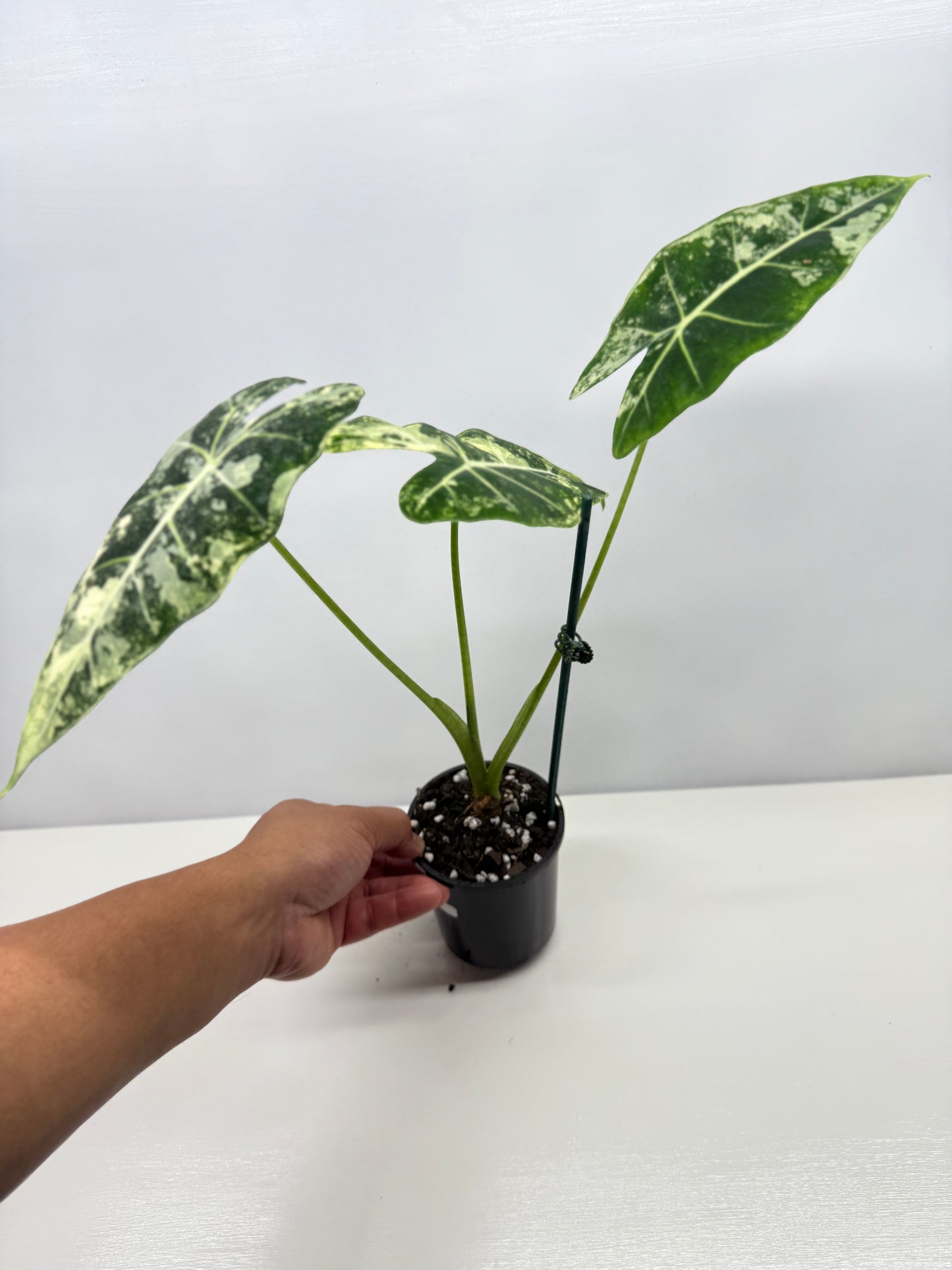 Alocasia Frydek Variegata Z3