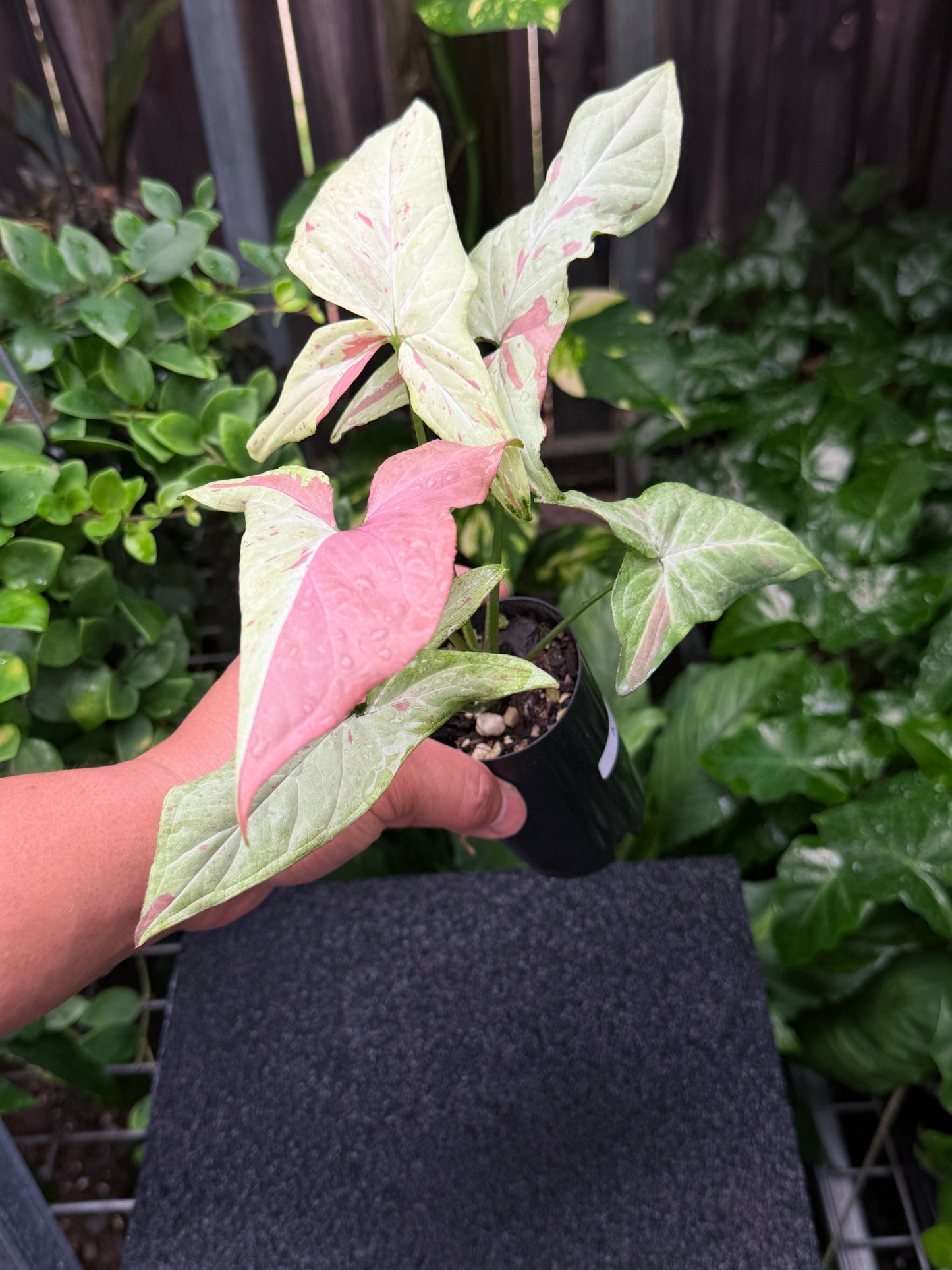 Syngonium 'Pink Salmon' K22