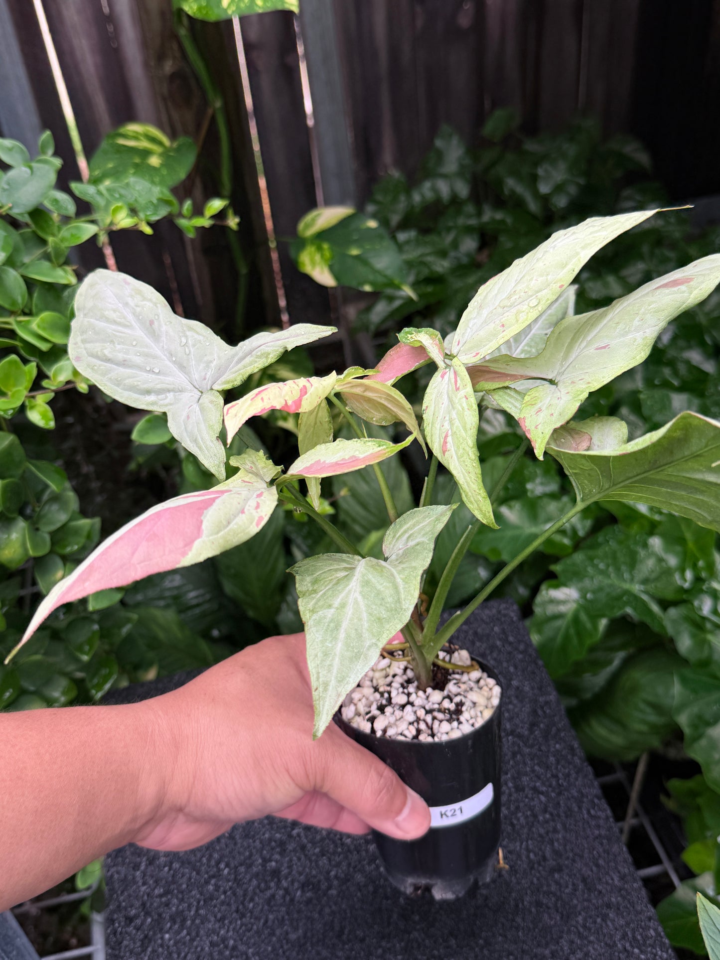 Syngonium 'Pink Salmon' K21