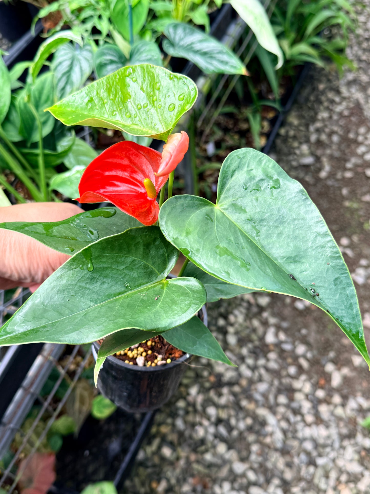 Anthurium 'Michigan' R28