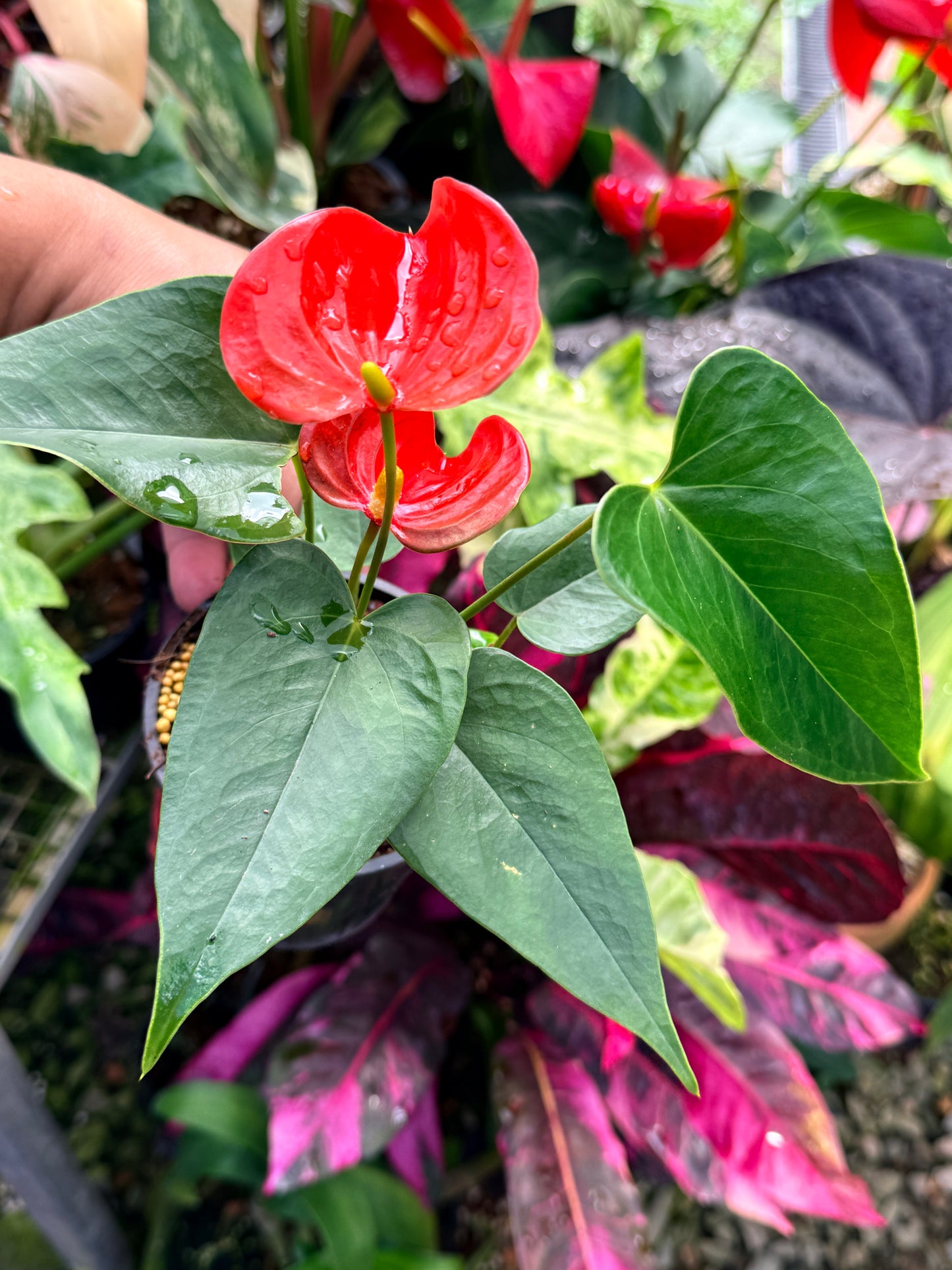 Anthurium 'Michigan' R29
