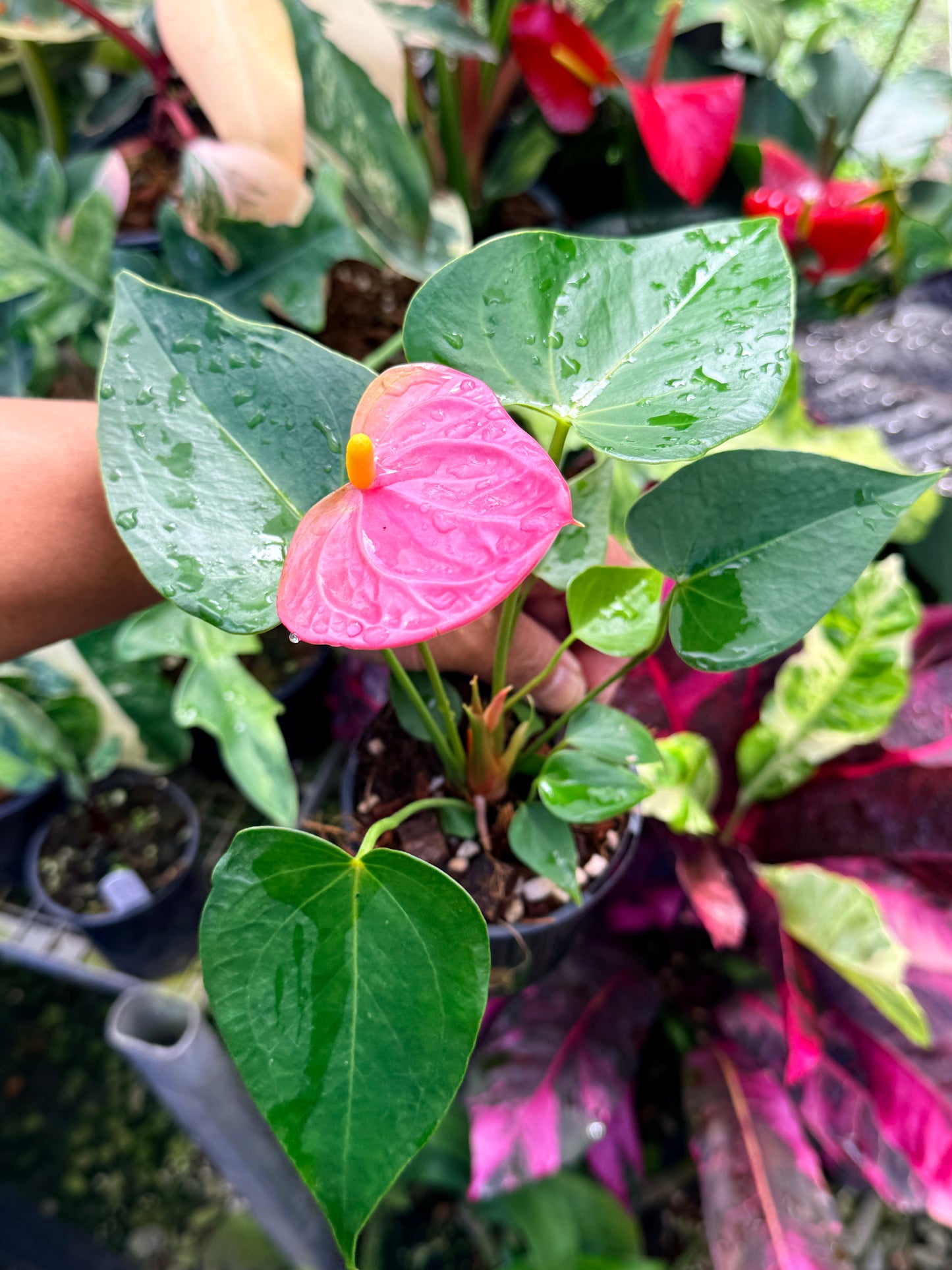 Anthurium 'Arisa Pink' R31