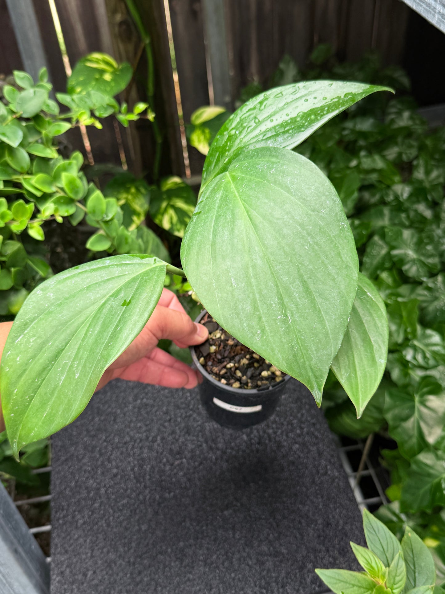 Rhaphidophora Decursiva 'Dragon Tail' C67