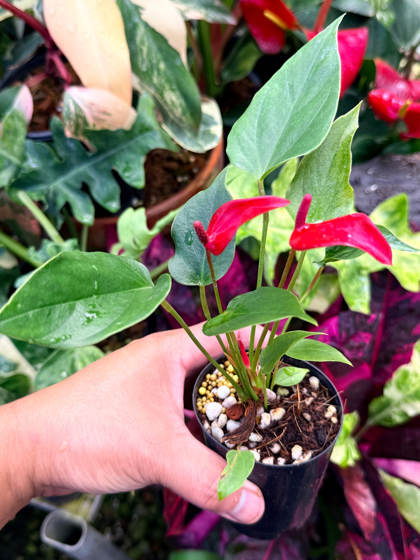 Anthurium 'Banderola Lava' R32