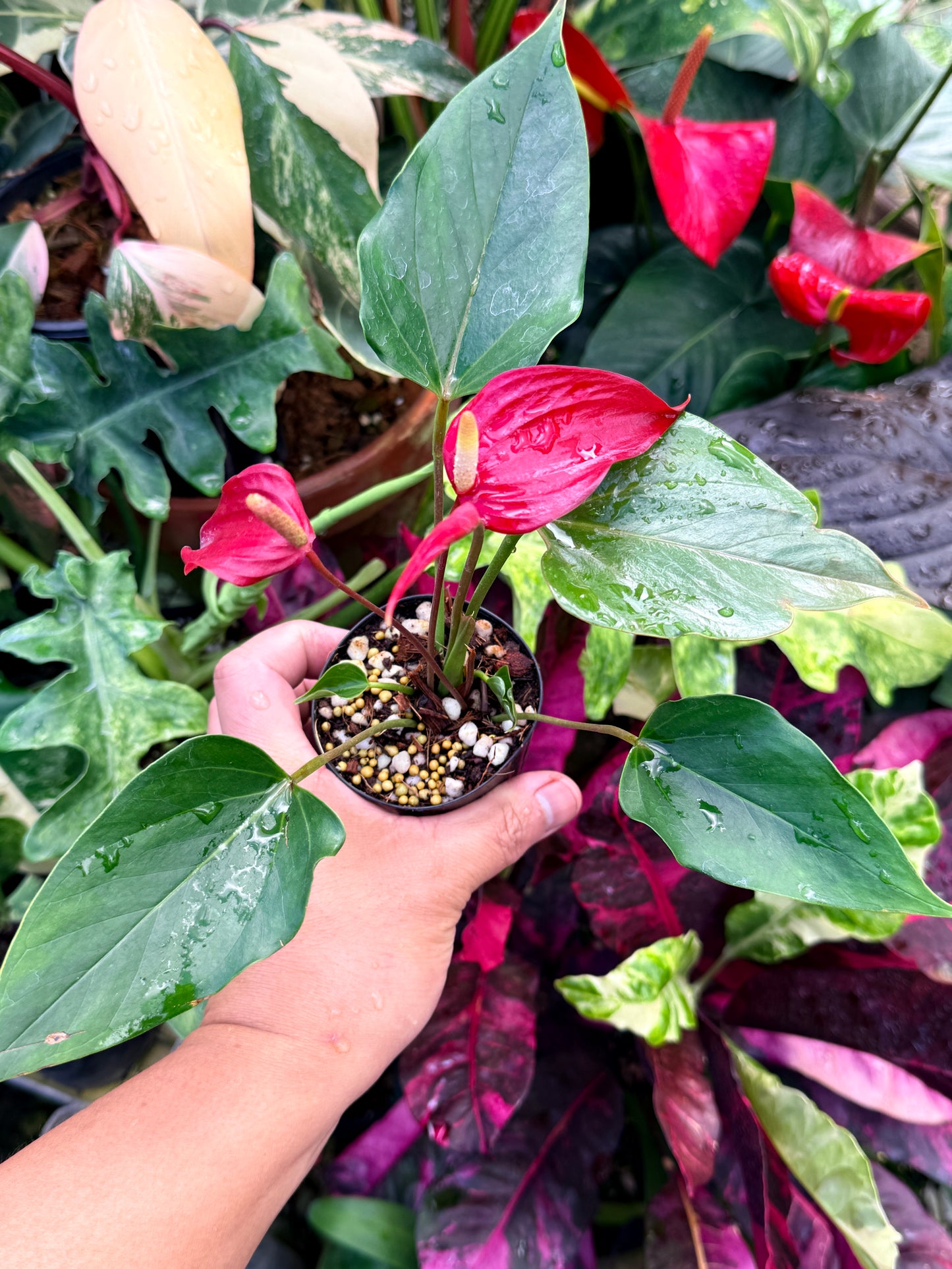 Anthurium 'Banderola Lava' R33