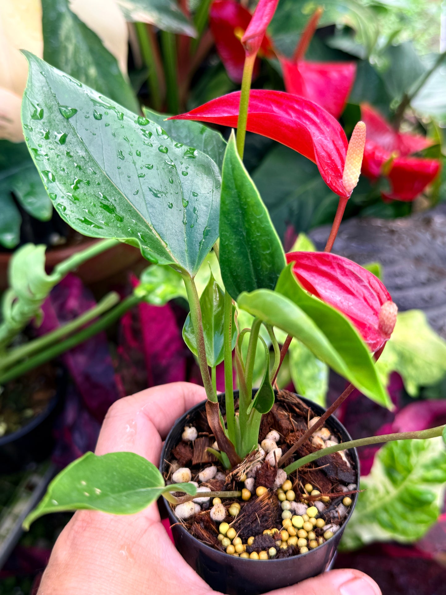 Anthurium 'Banderola Lava' R34