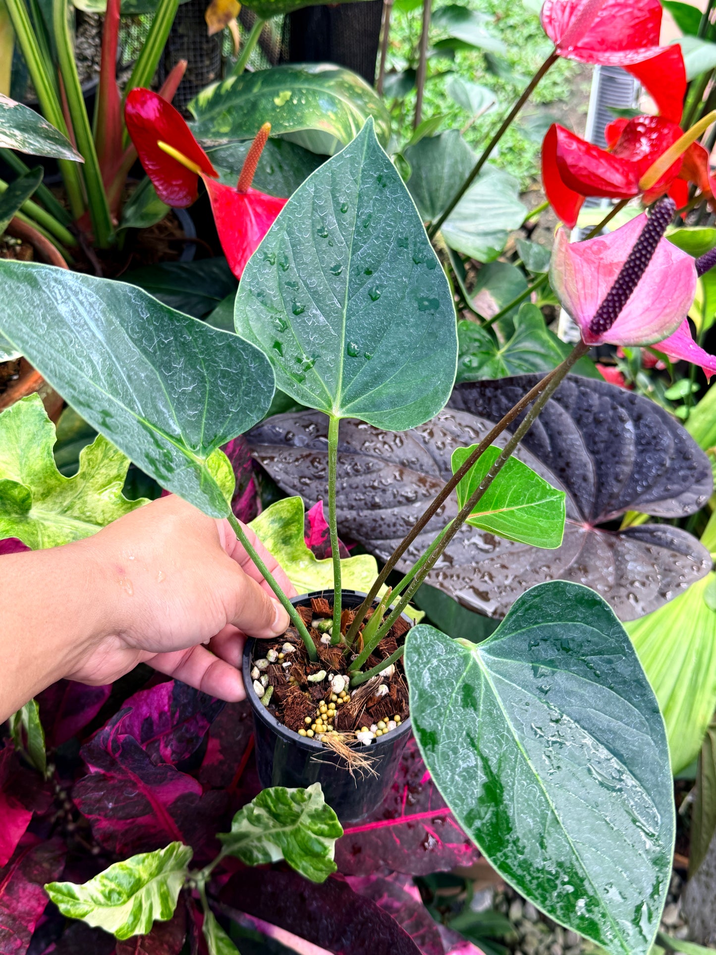 Anthurium 'Baby Purple' R35