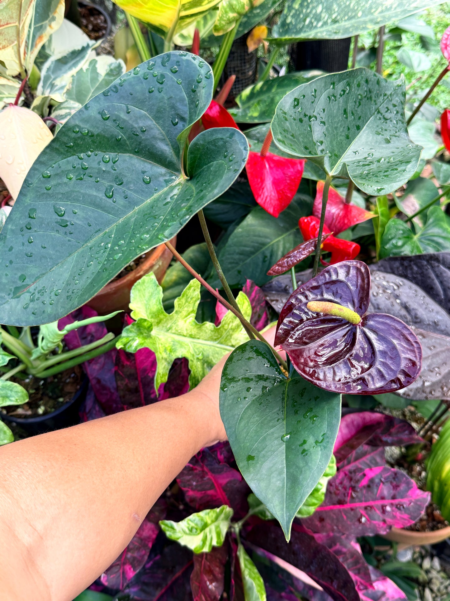 Anthurium 'Giant Chocolate' R36