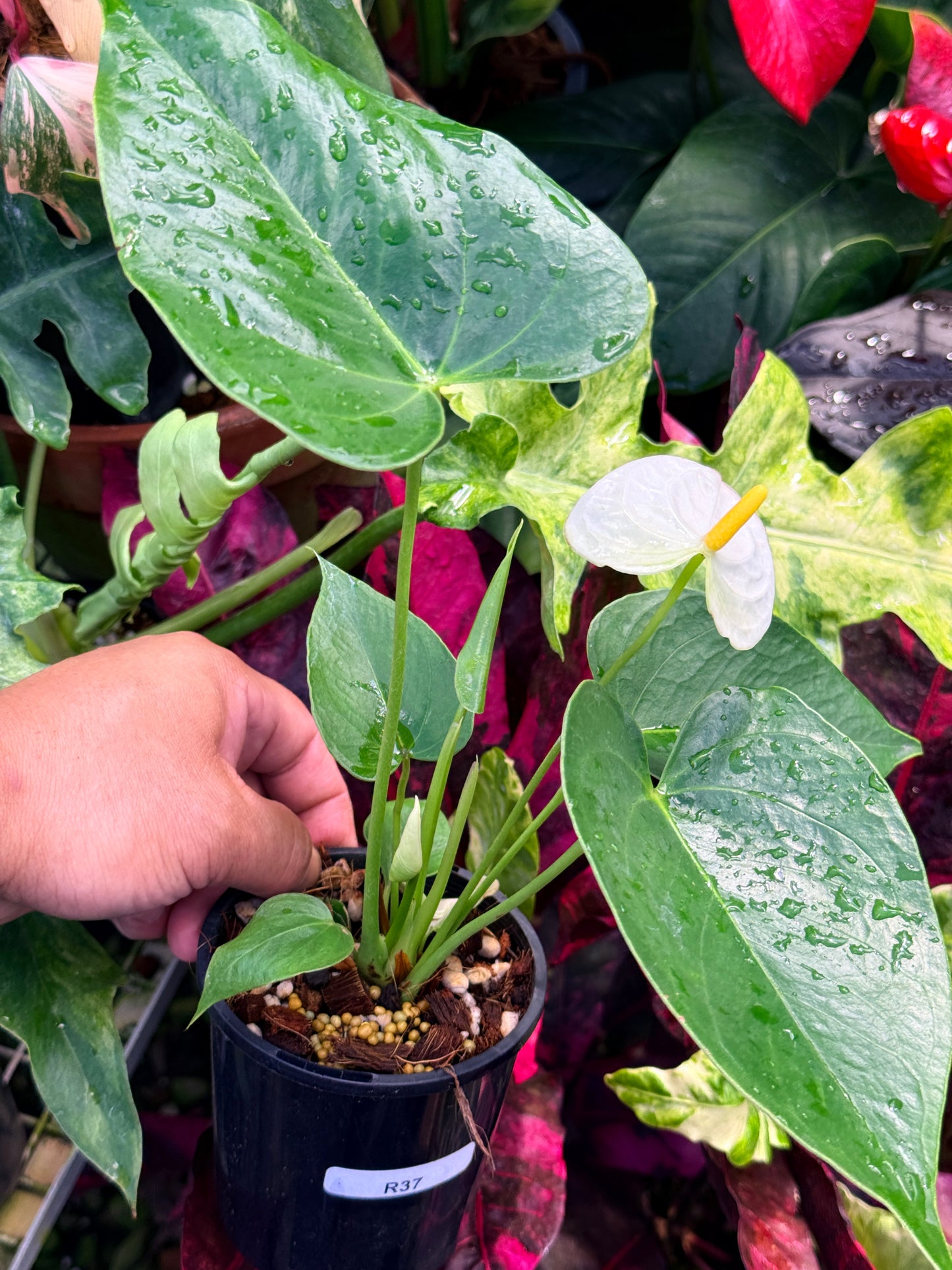 Anthurium 'Chill' R37