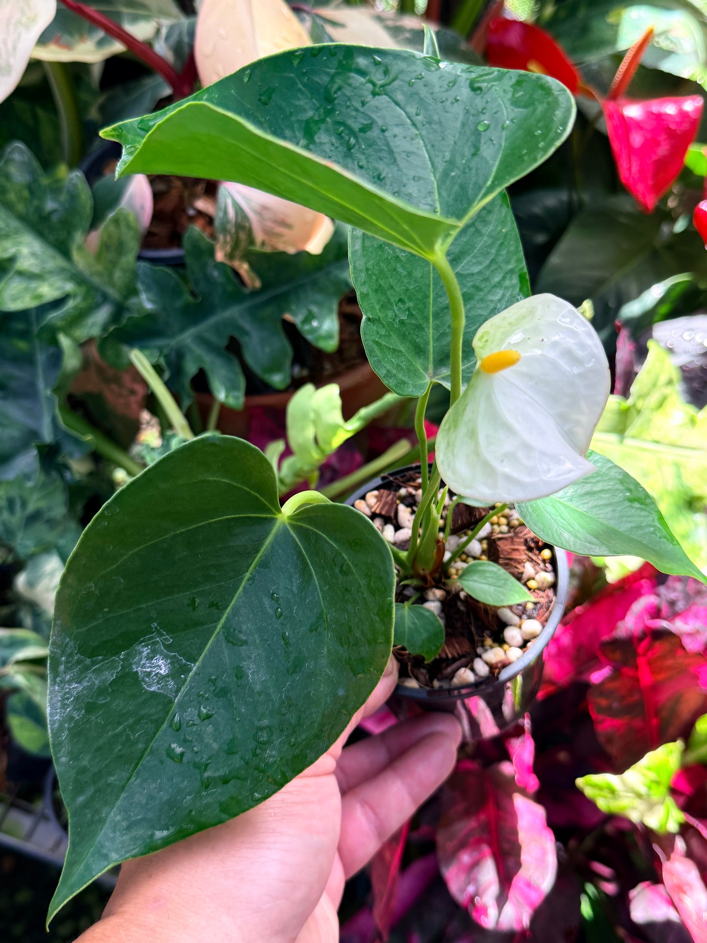 Anthurium 'Chill' R39