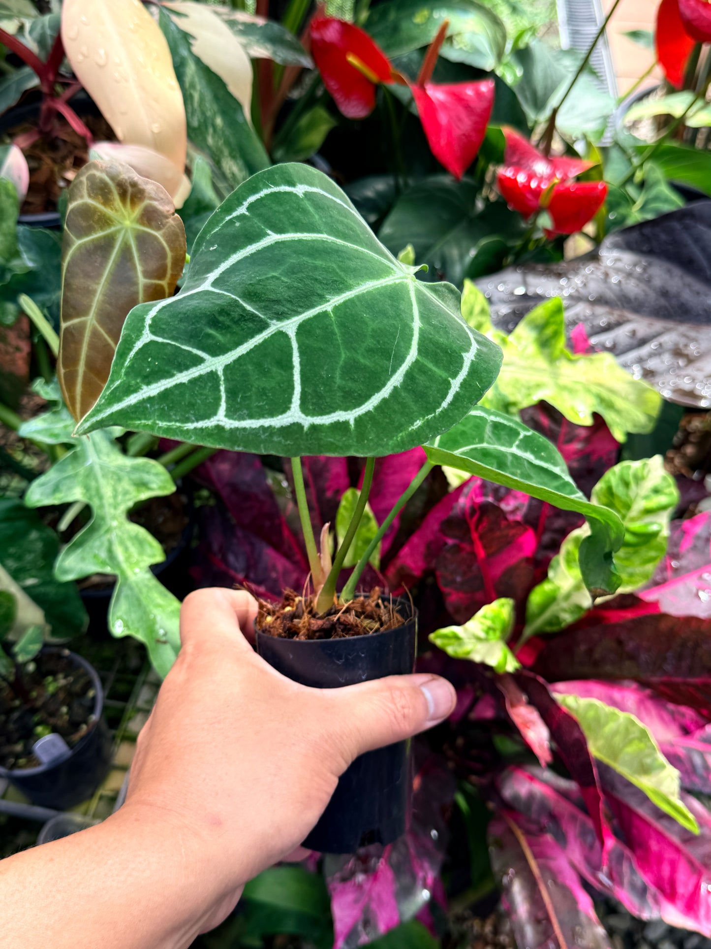 Anthurium Hybrid R65