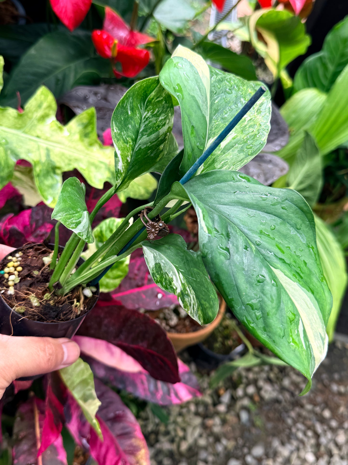 Monstera lechleriana Variegated R59