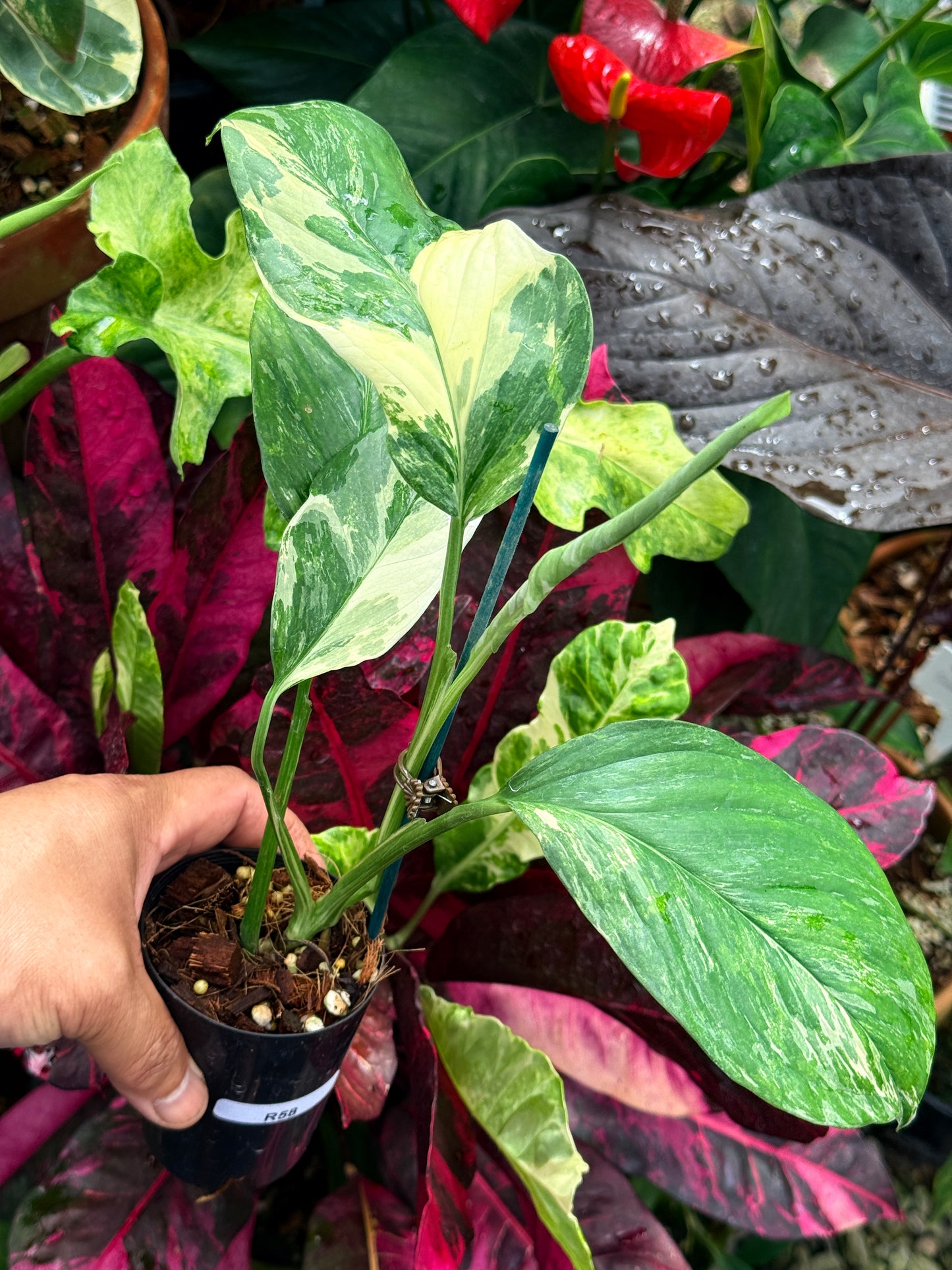 Monstera lechleriana Variegated R58