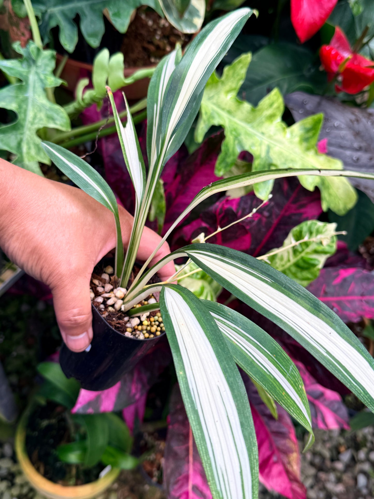 Chlorophytum capense Variegata aka 'Variegated Spider Plant' R66