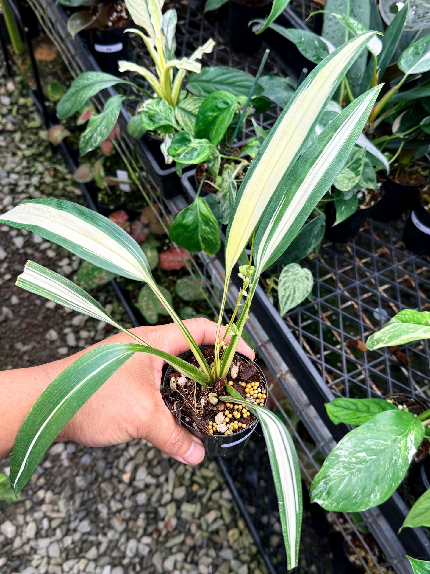 Chlorophytum capense Variegata aka 'Variegated Spider Plant' R68