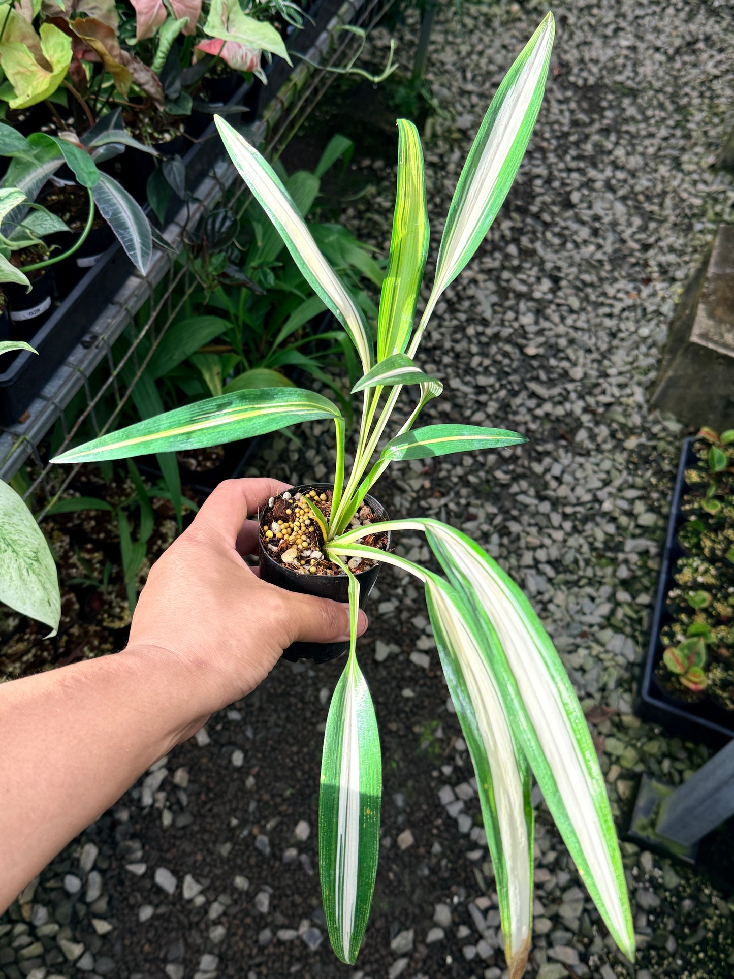 Chlorophytum capense Variegata aka 'Variegated Spider Plant' R67