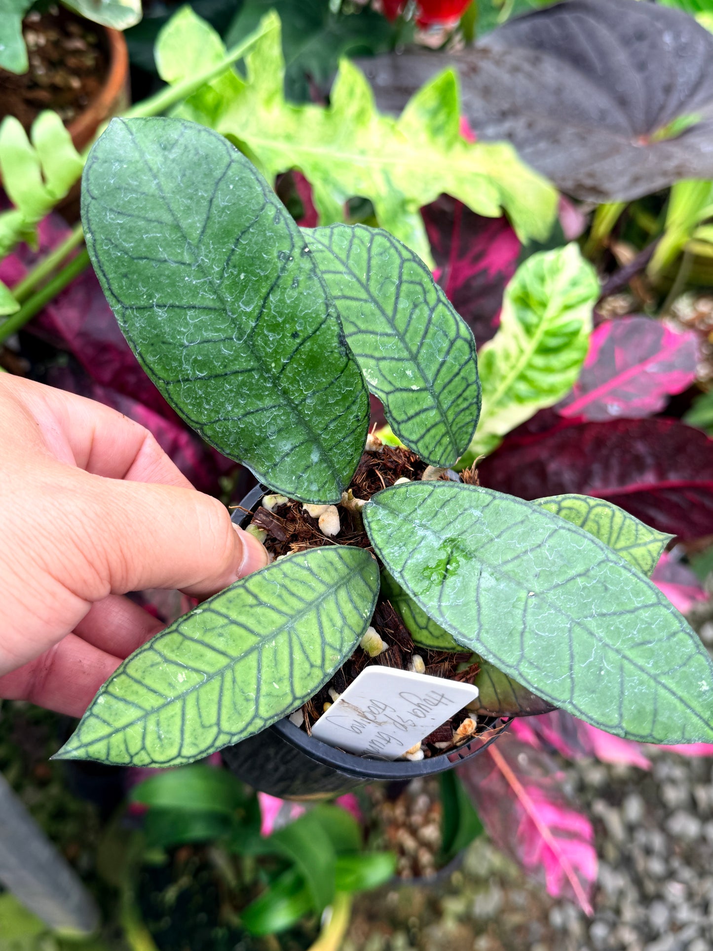 Hoya Sp. 'Gunung Gading' R81