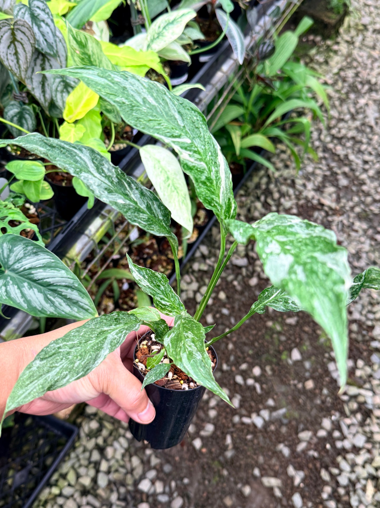 Spathiphyllum 'Variegated Peace Lily' - Narrow Form R75
