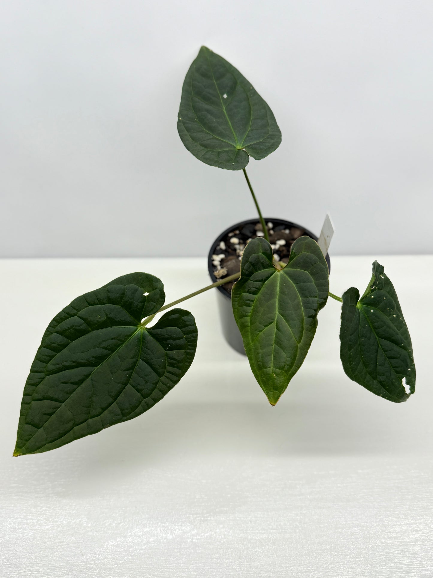 Anthurium Luxurians x Crystallinum Z5