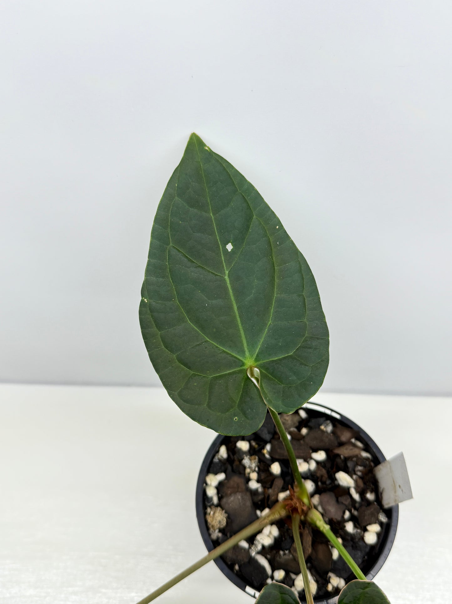 Anthurium Luxurians x Crystallinum Z5