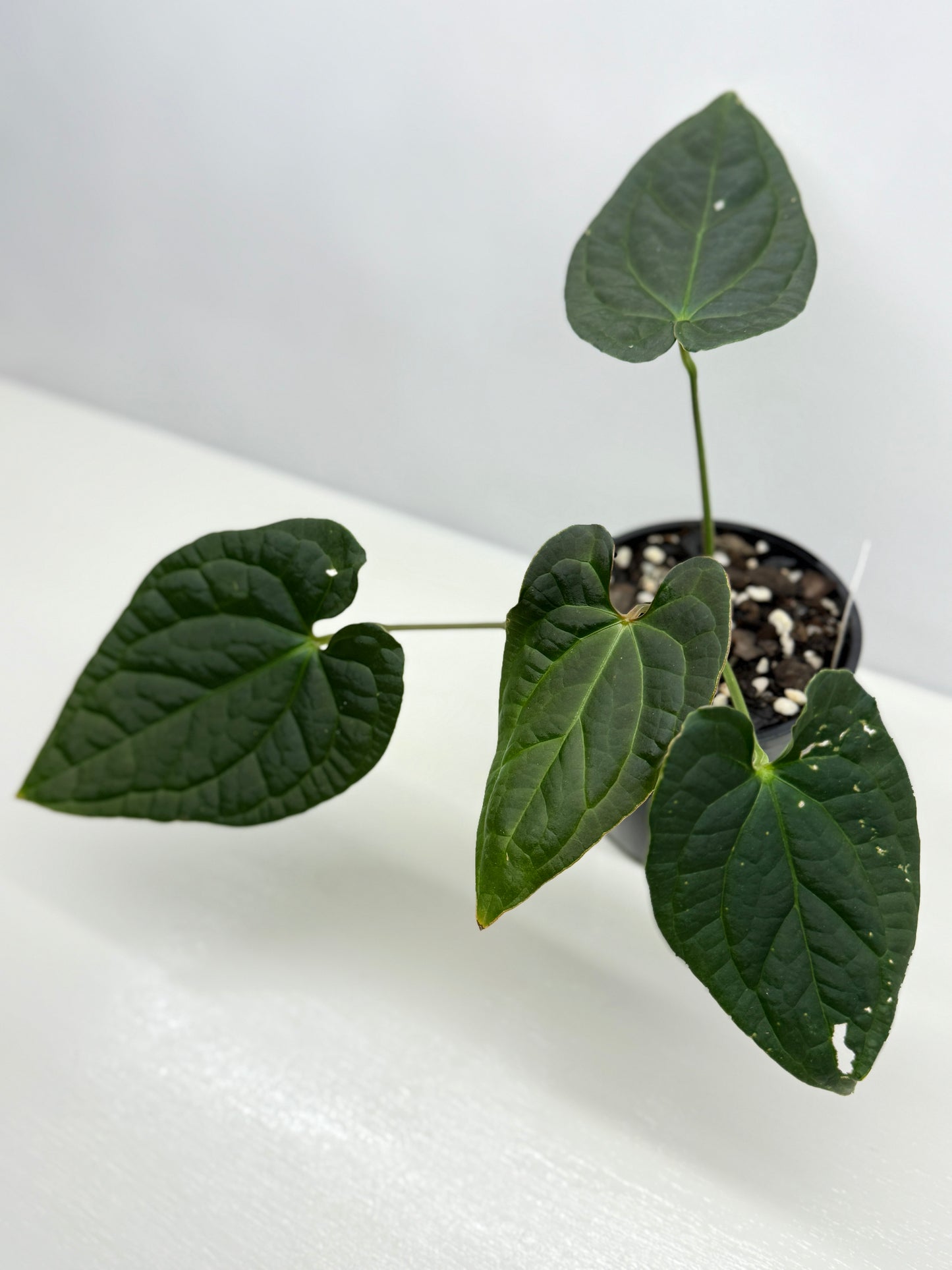 Anthurium Luxurians x Crystallinum Z5