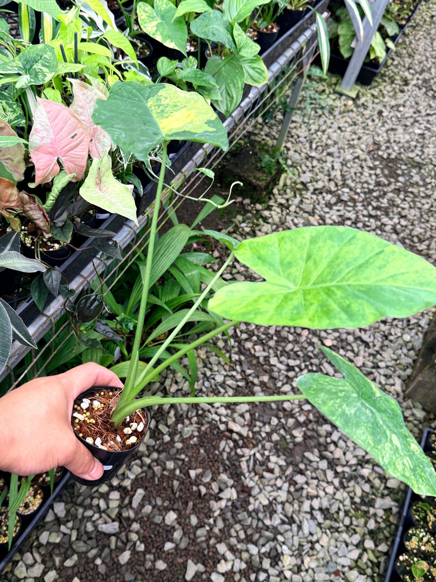Alocasia gageana 'Aurea Variegated' R80