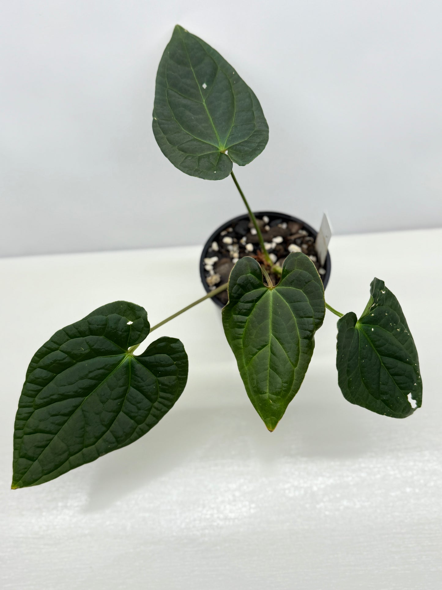 Anthurium Luxurians x Crystallinum Z5