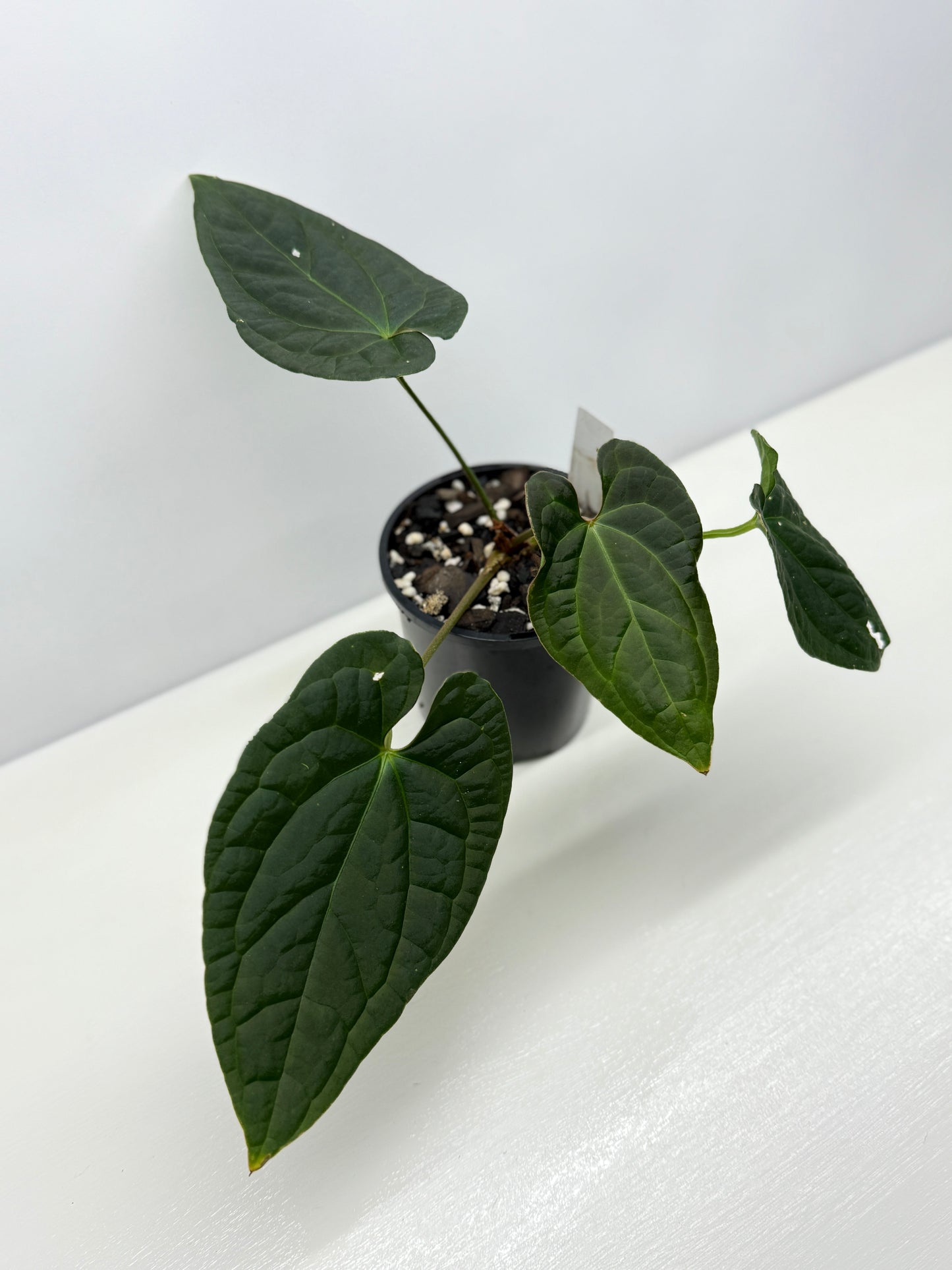 Anthurium Luxurians x Crystallinum Z5