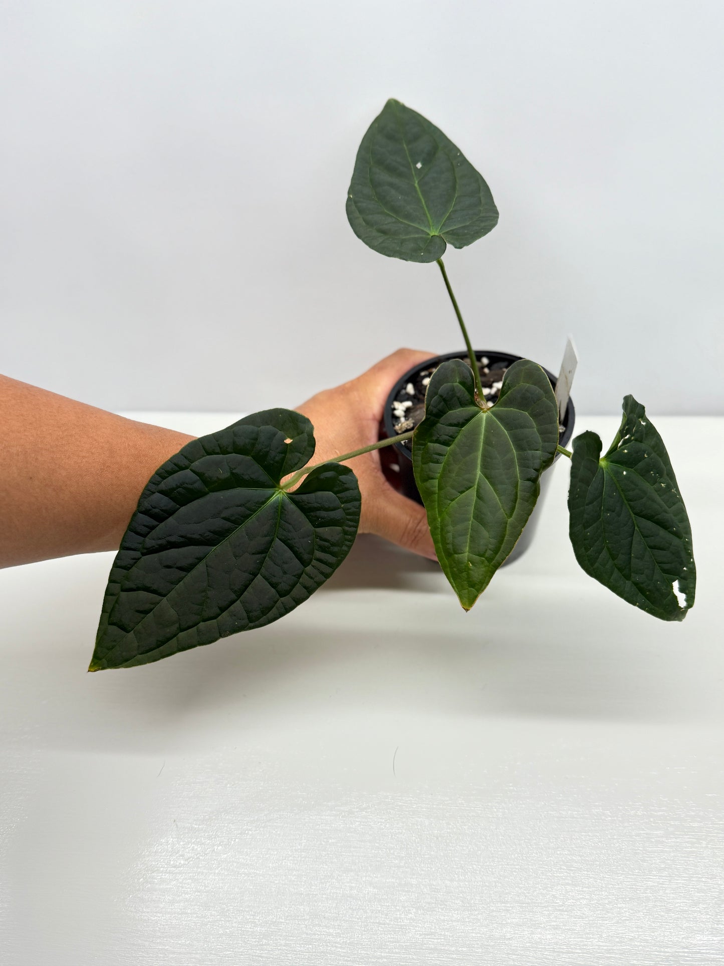 Anthurium Luxurians x Crystallinum Z5