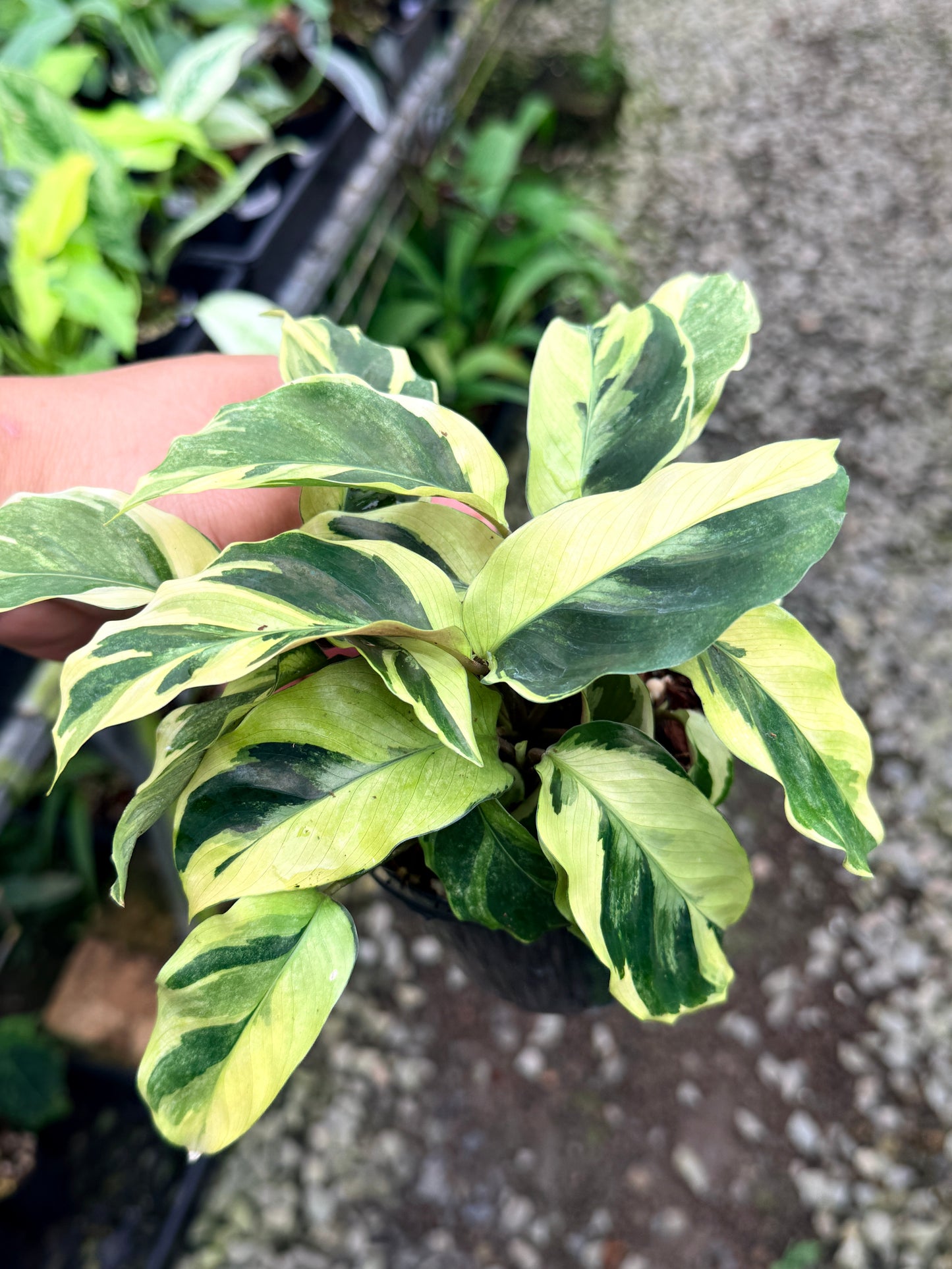 Calathea 'Yellow Fusion' R72